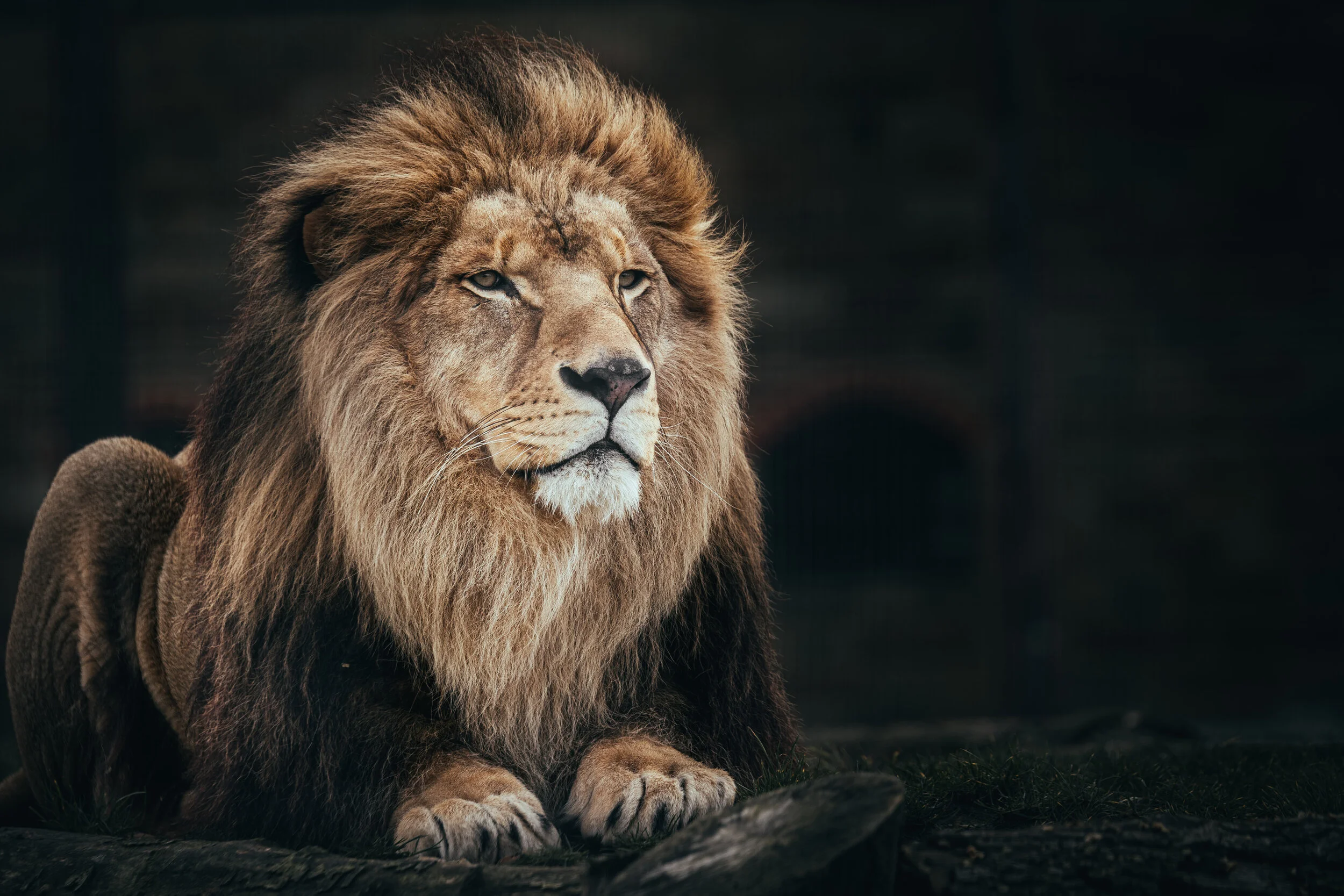 Wildlife