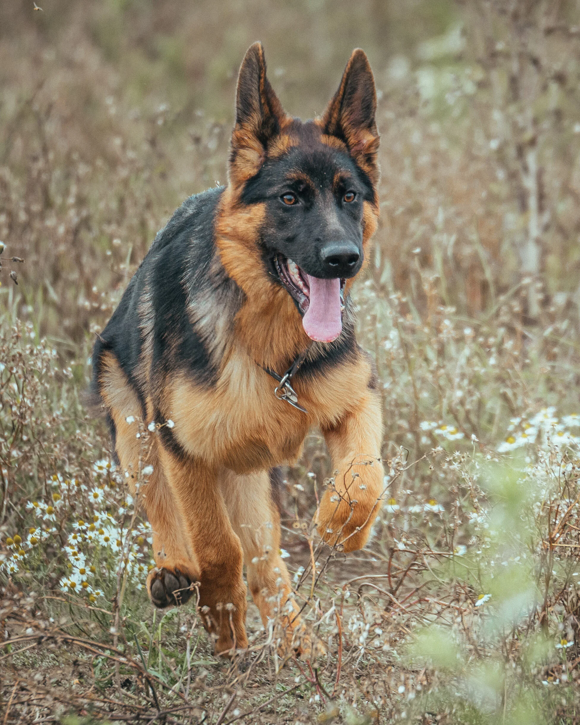 Dog walk-19.jpg