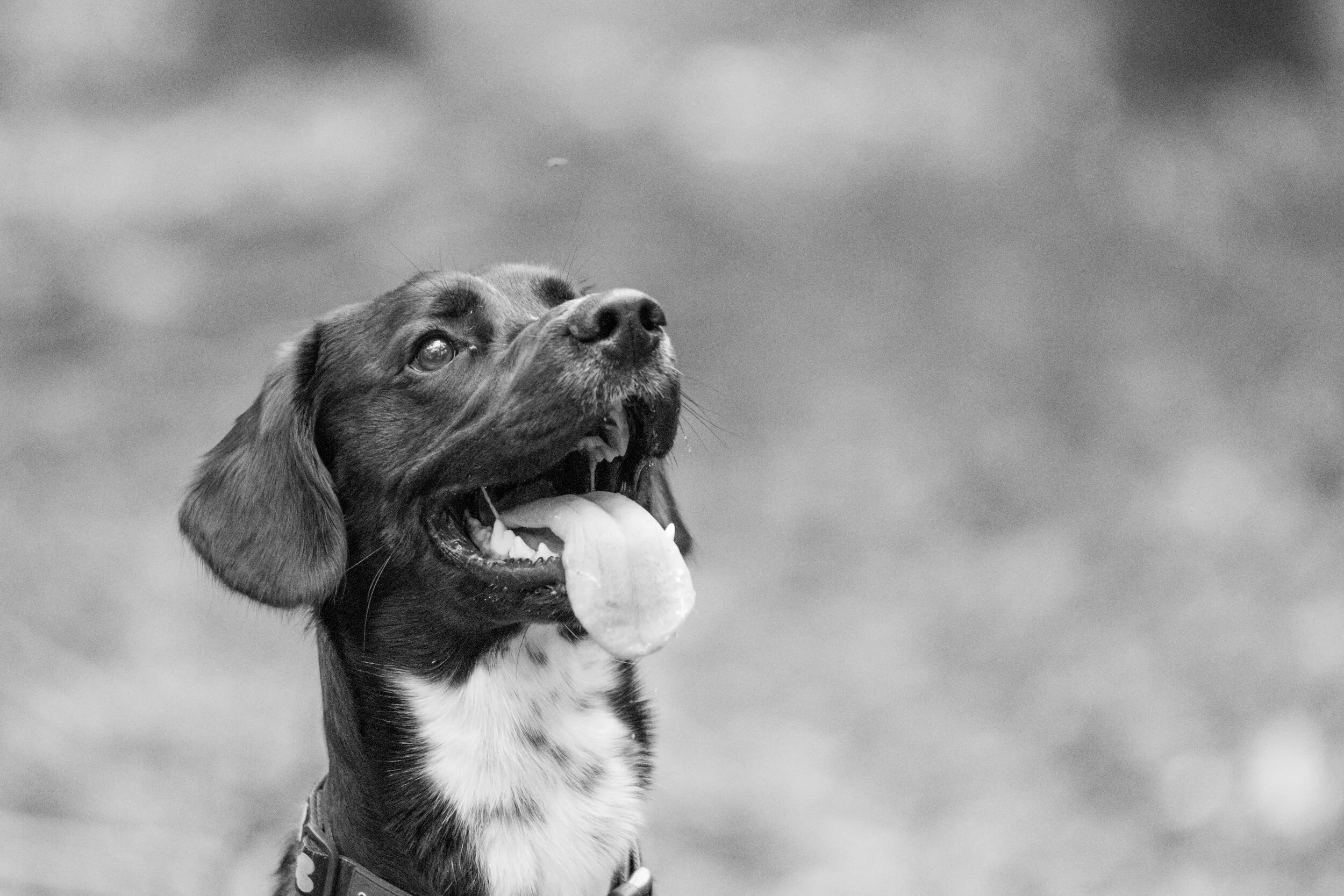 Dog walk-6.jpg