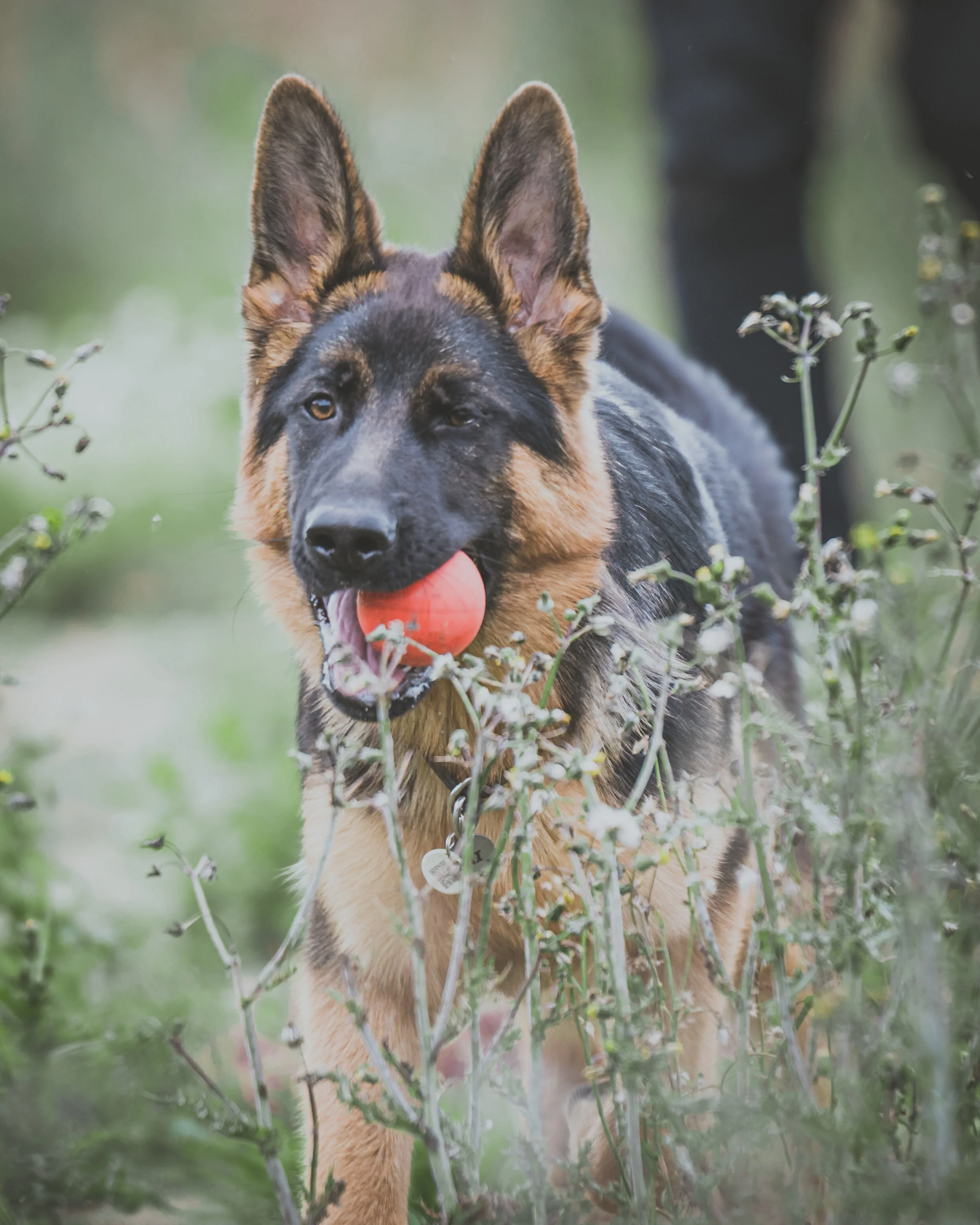 Dog walk-31.jpg