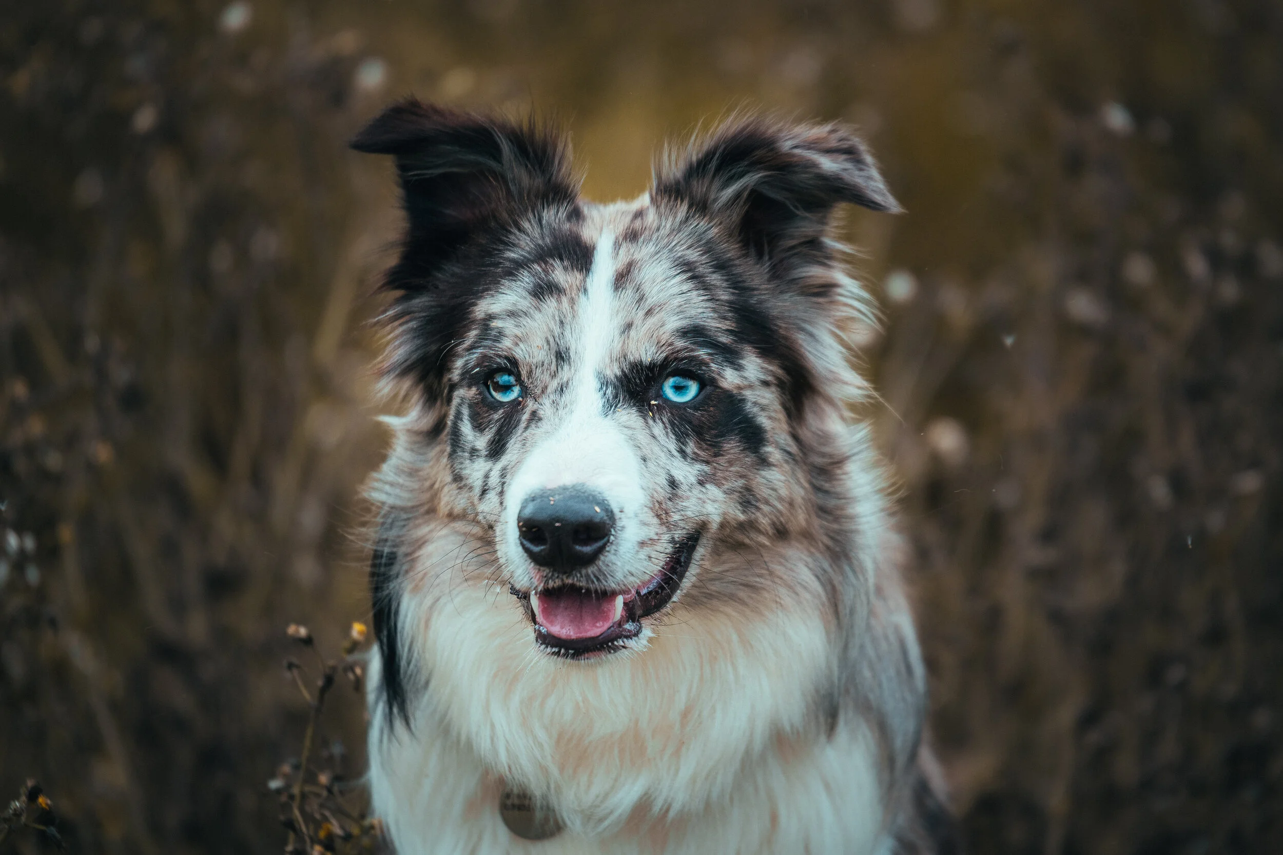 Dog walk-28.jpg