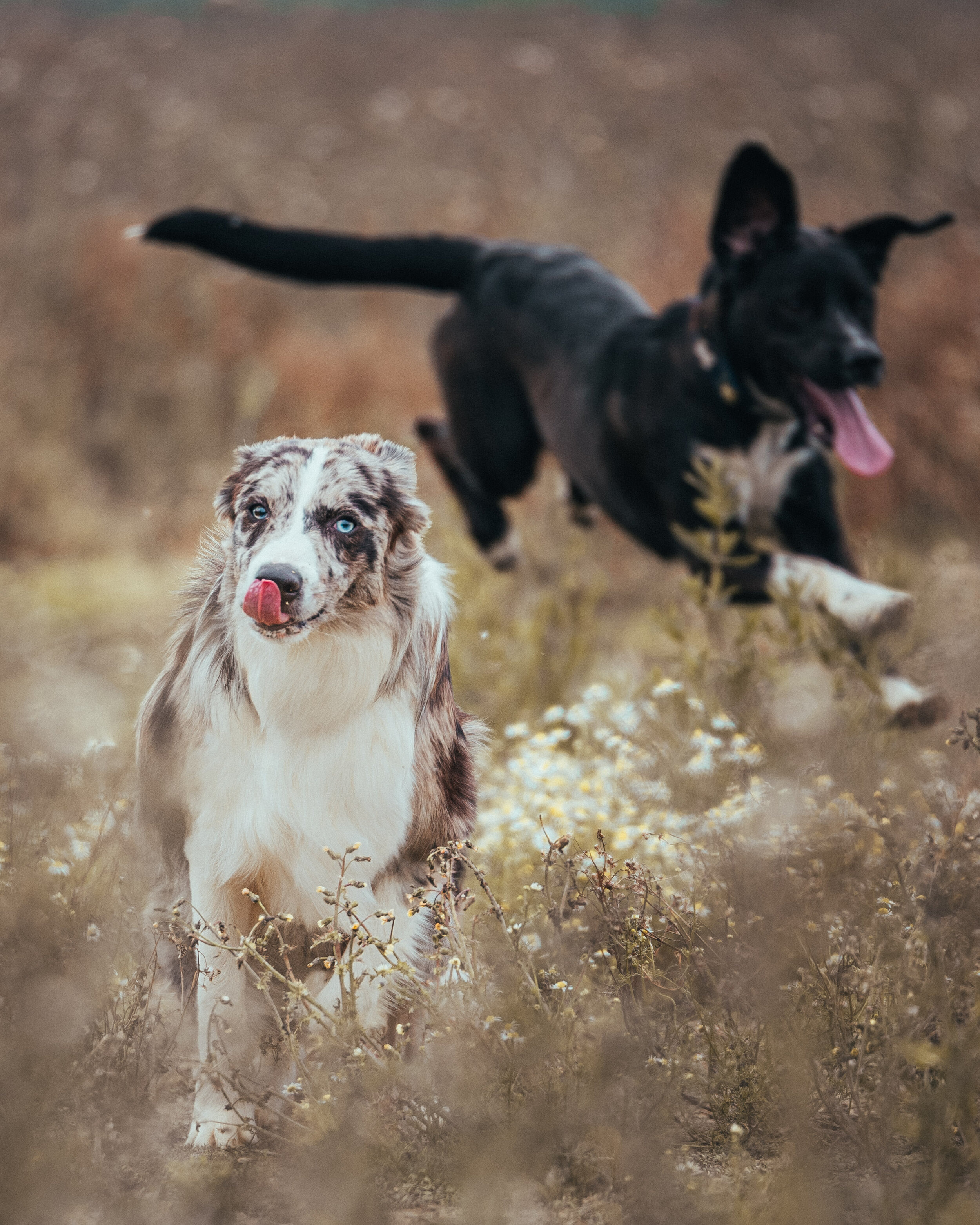 Dog walk-44.jpg