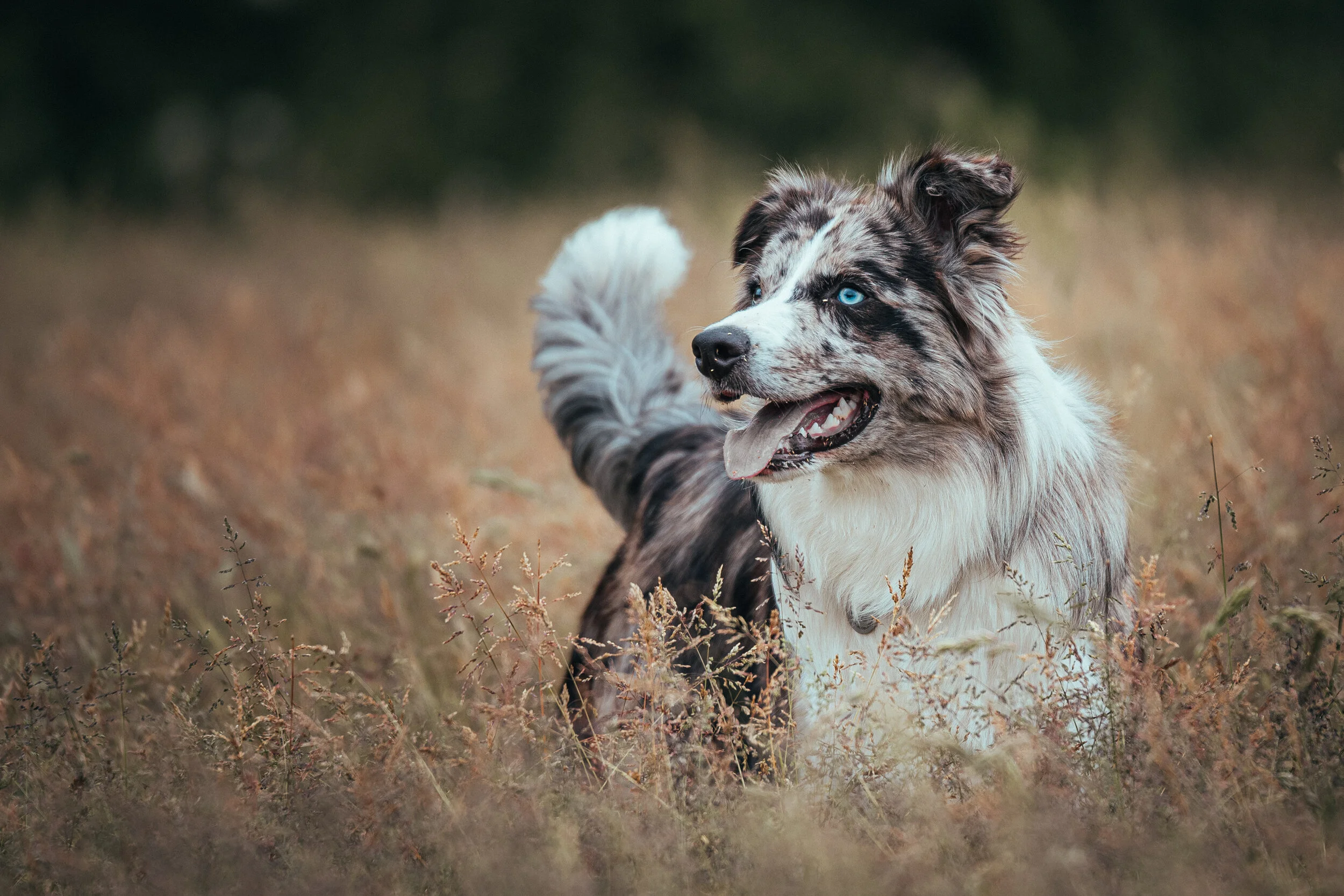 Dog walk-36.jpg