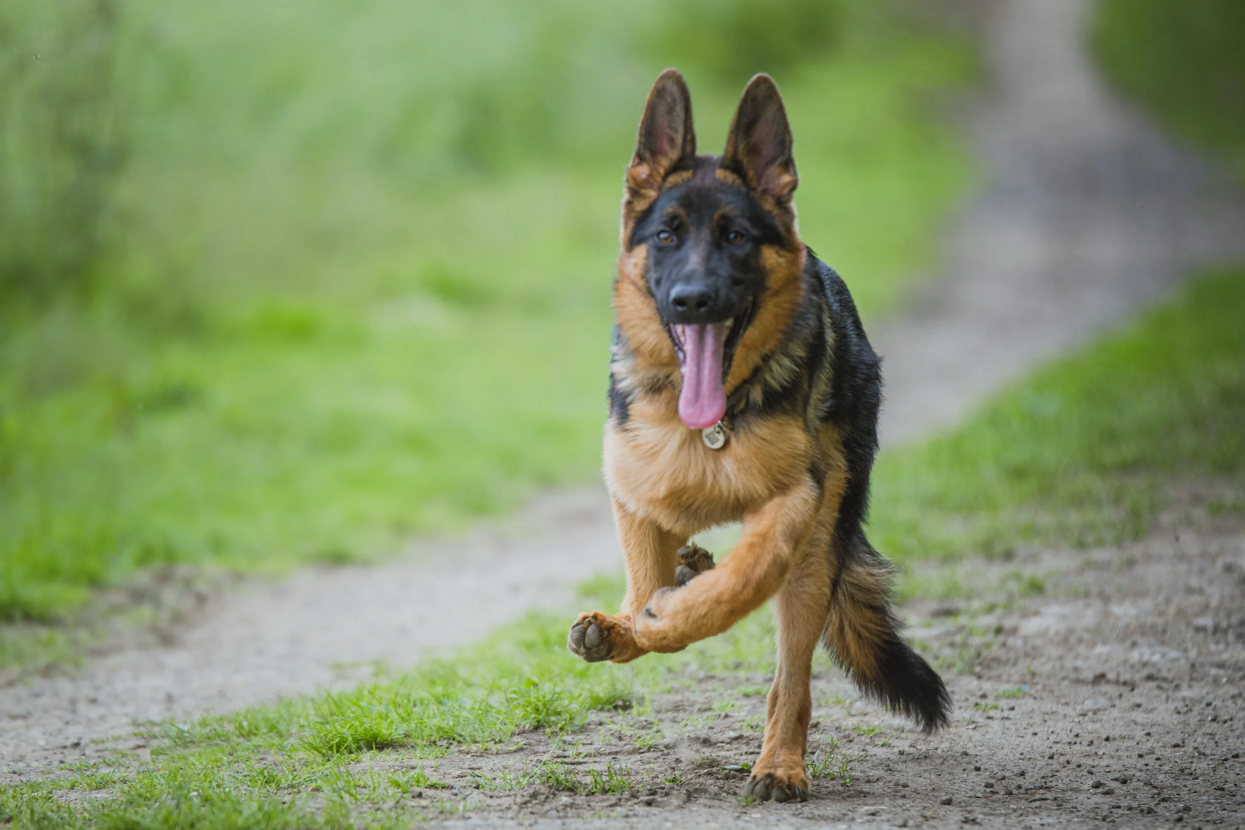 Dog walk-54.jpg