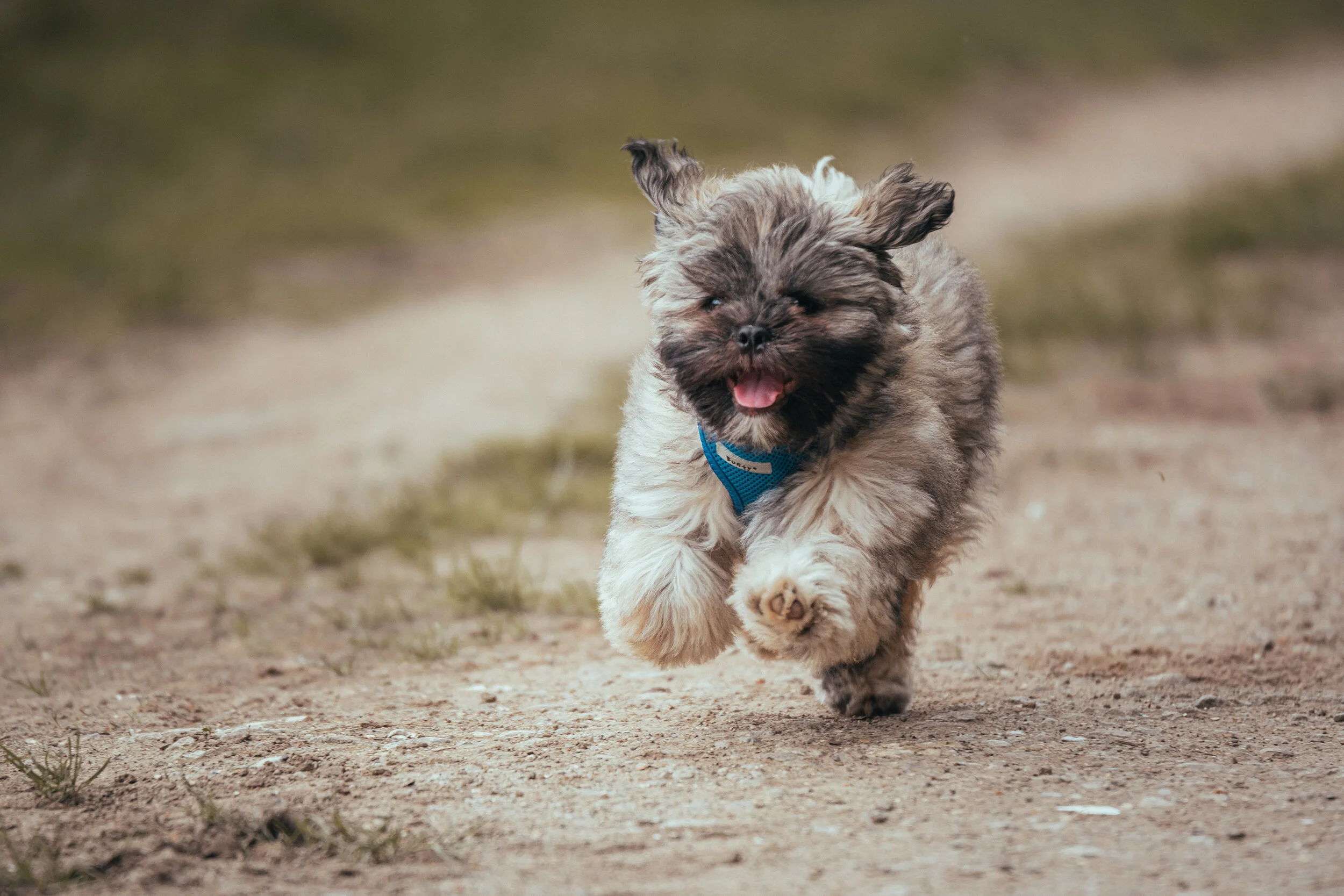 Dog walk-51.jpg