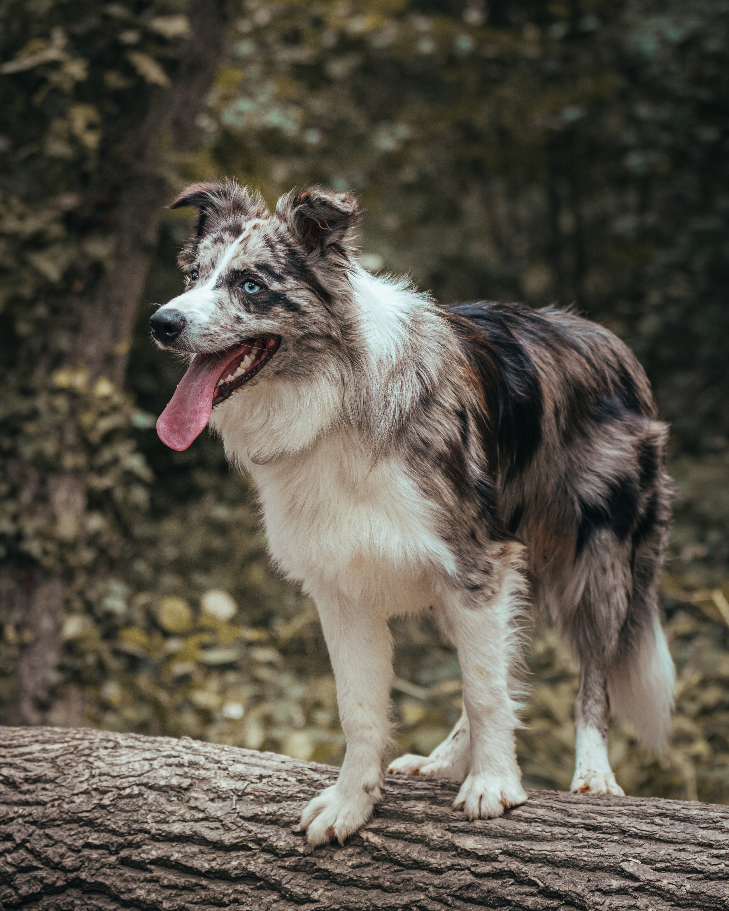 Dog walk-55.jpg