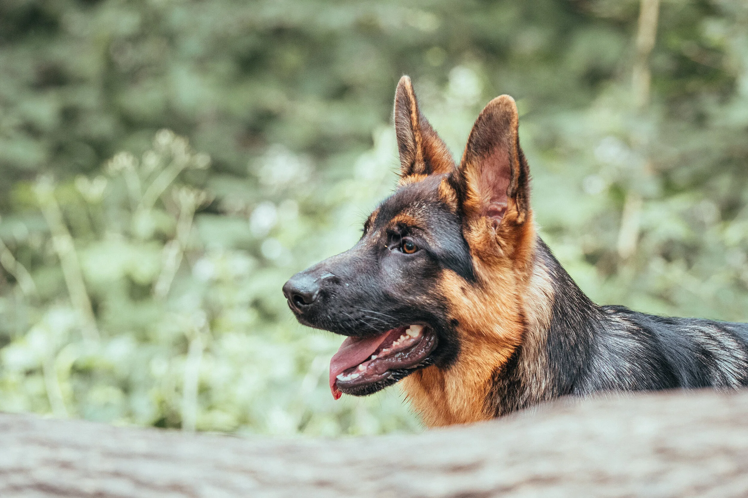 Dog walk-59.jpg
