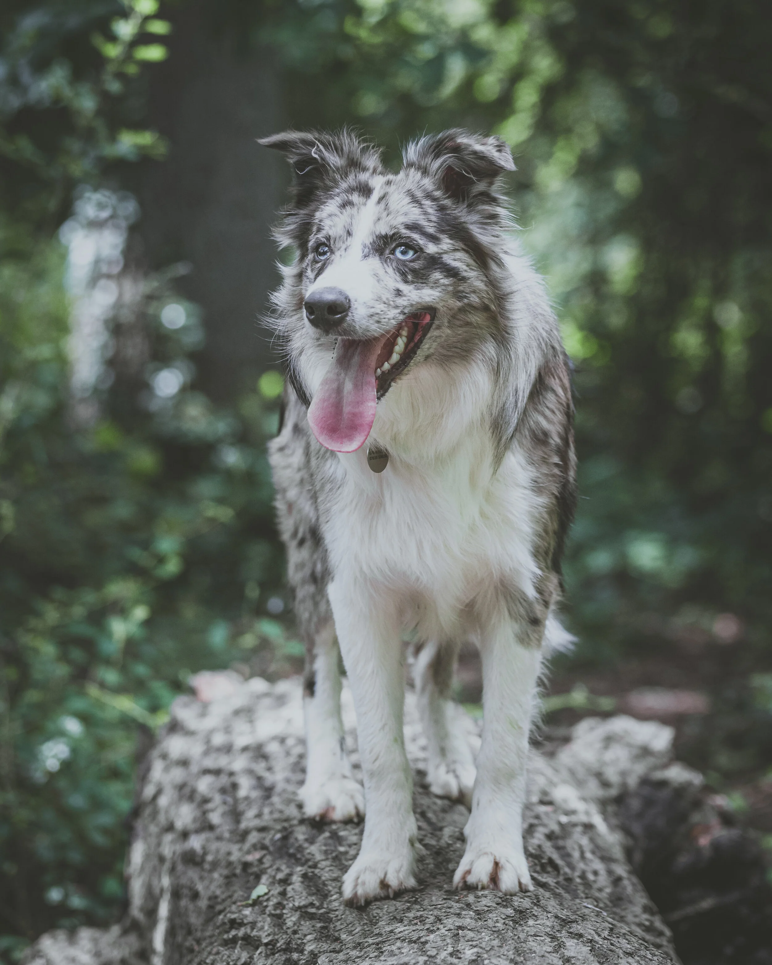 Dog walk-68.jpg