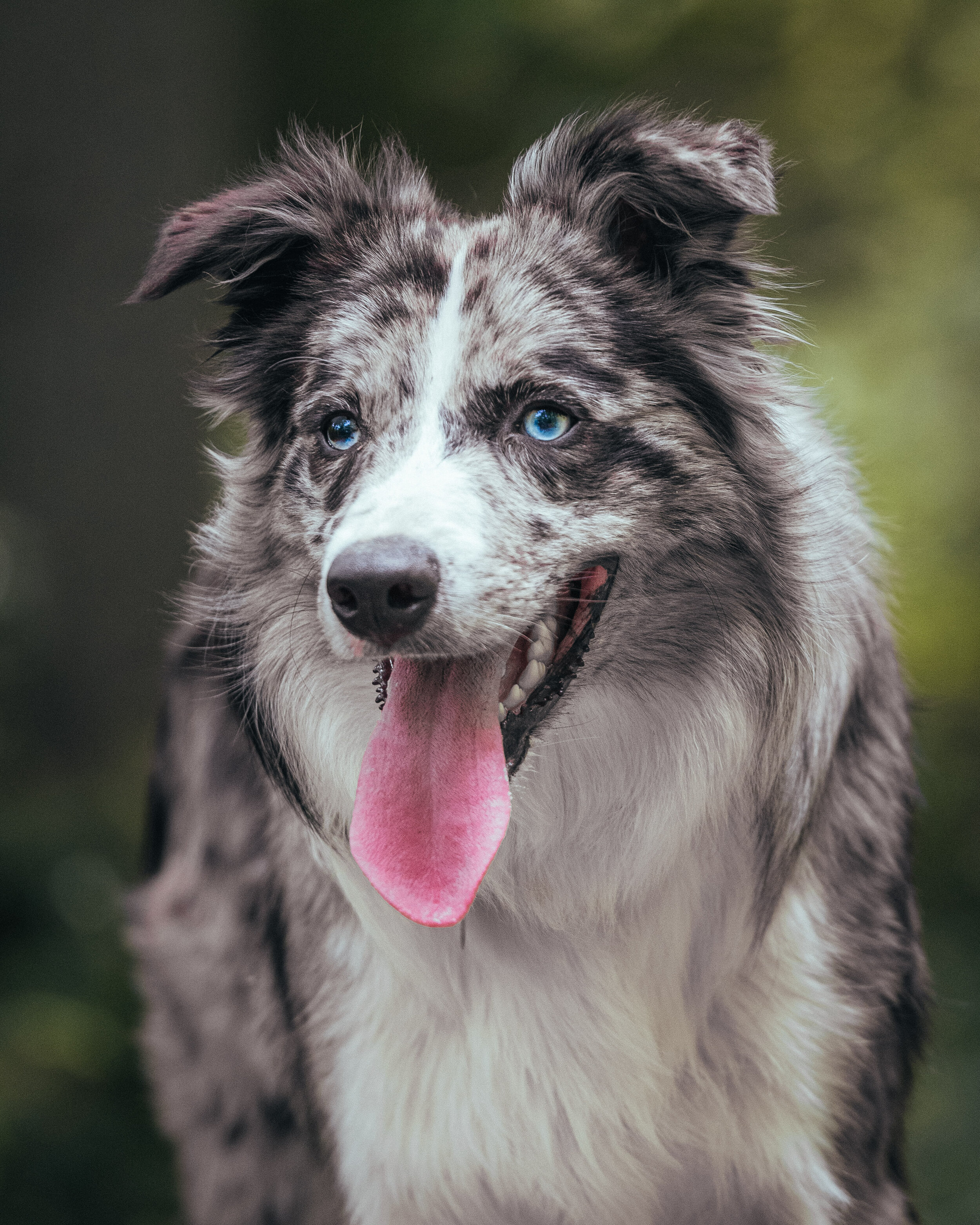 Dog walk-70.jpg