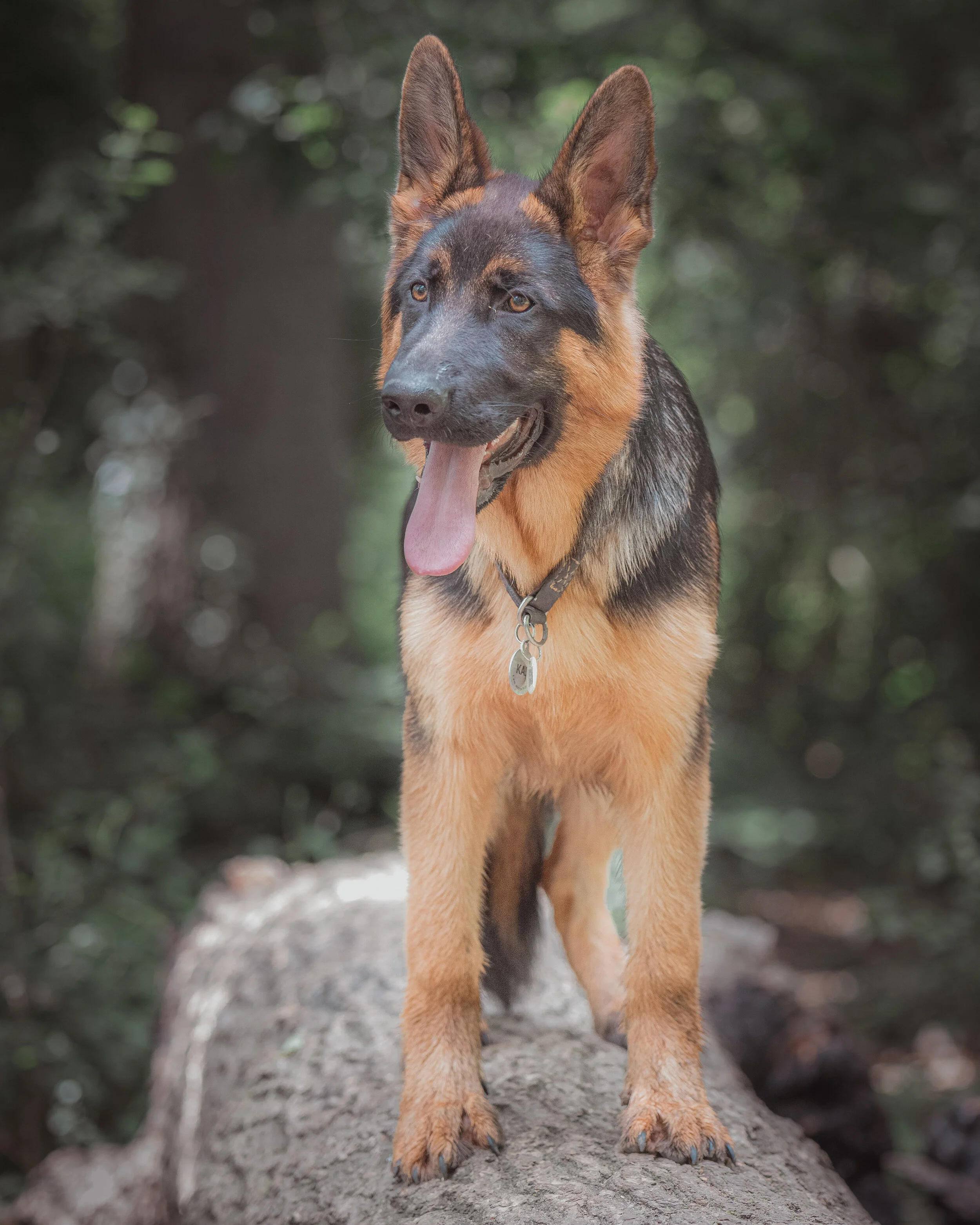 Dog walk-74.jpg