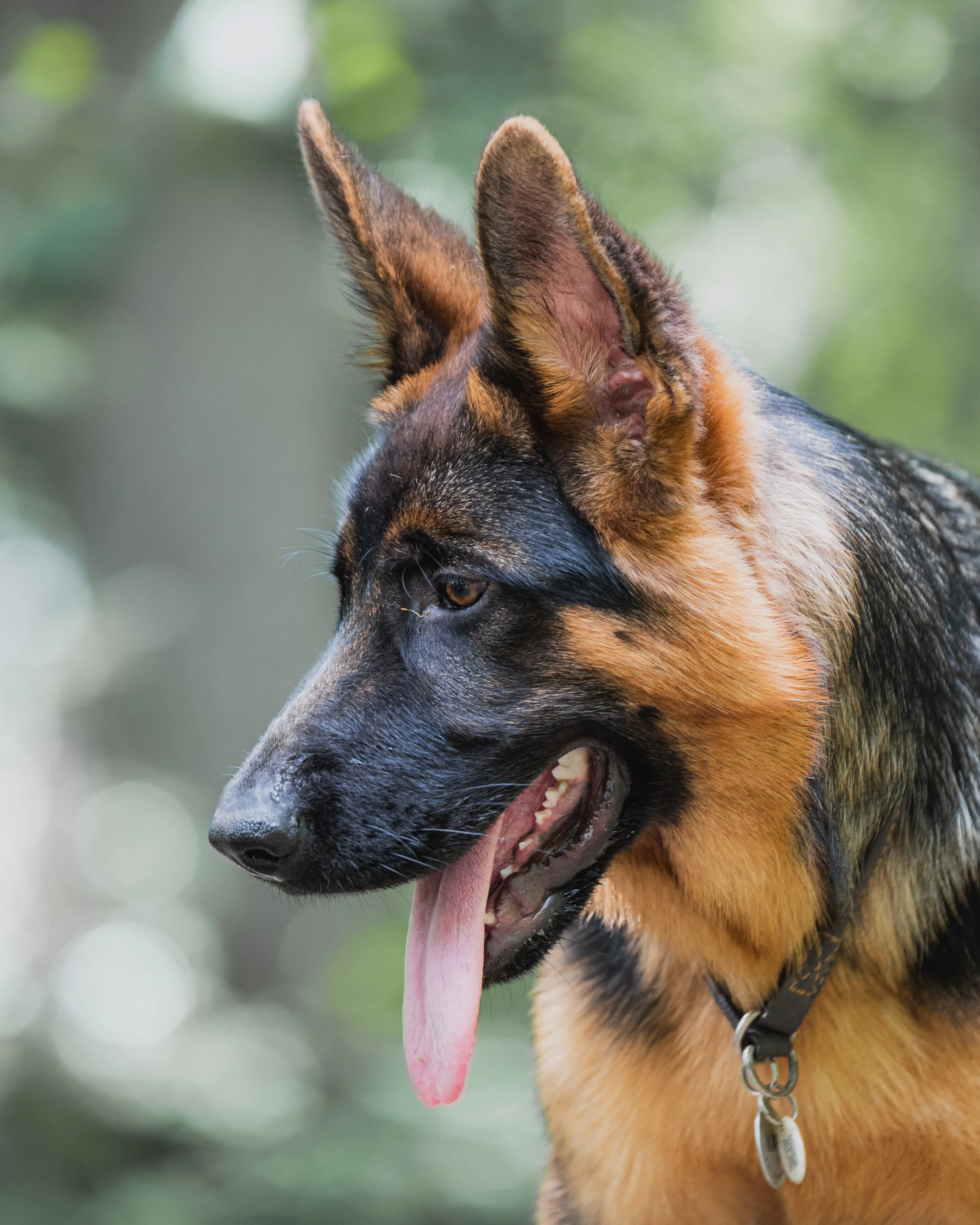 Dog walk-77.jpg