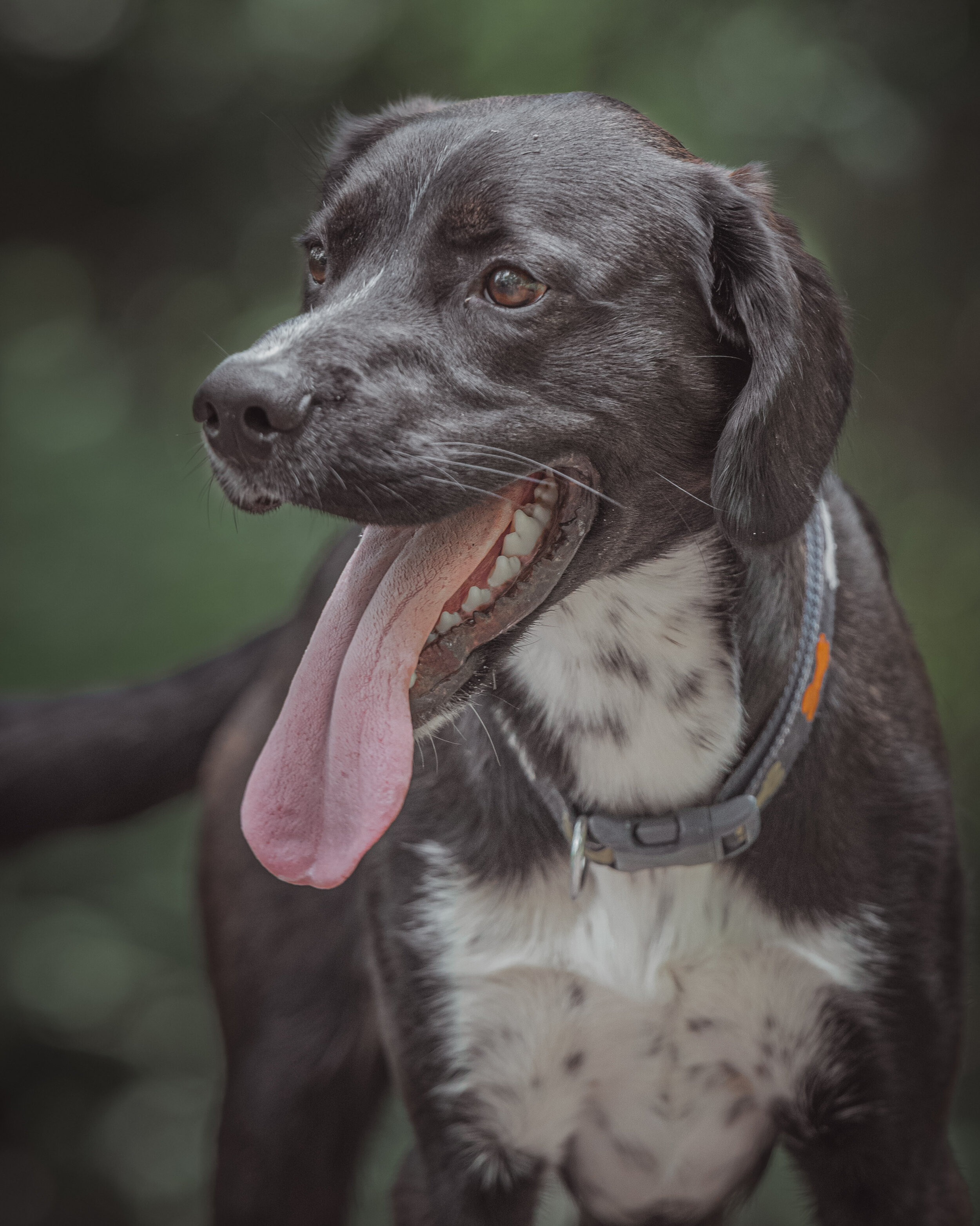 Dog walk-84.jpg