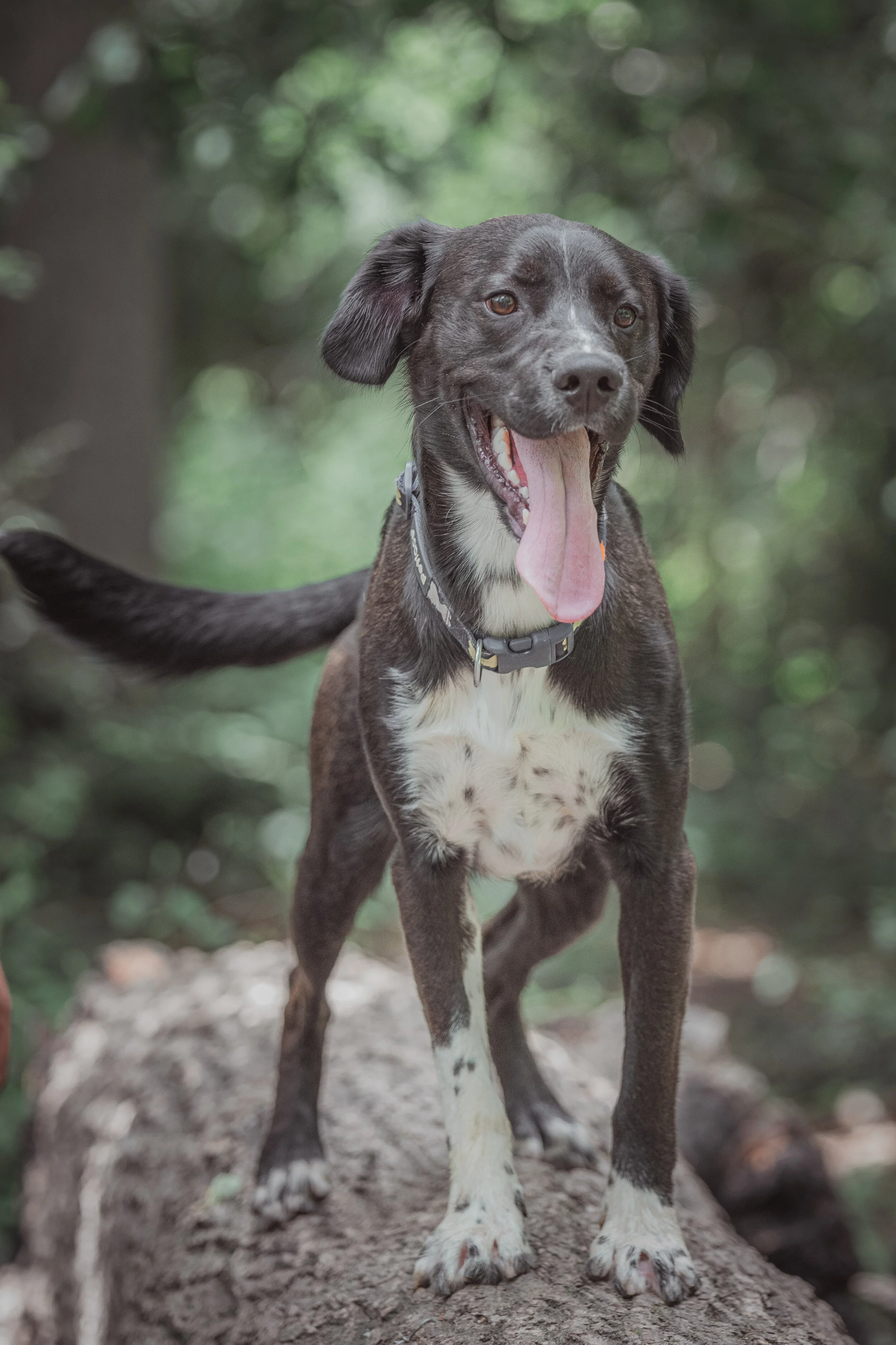 Dog walk-79.jpg