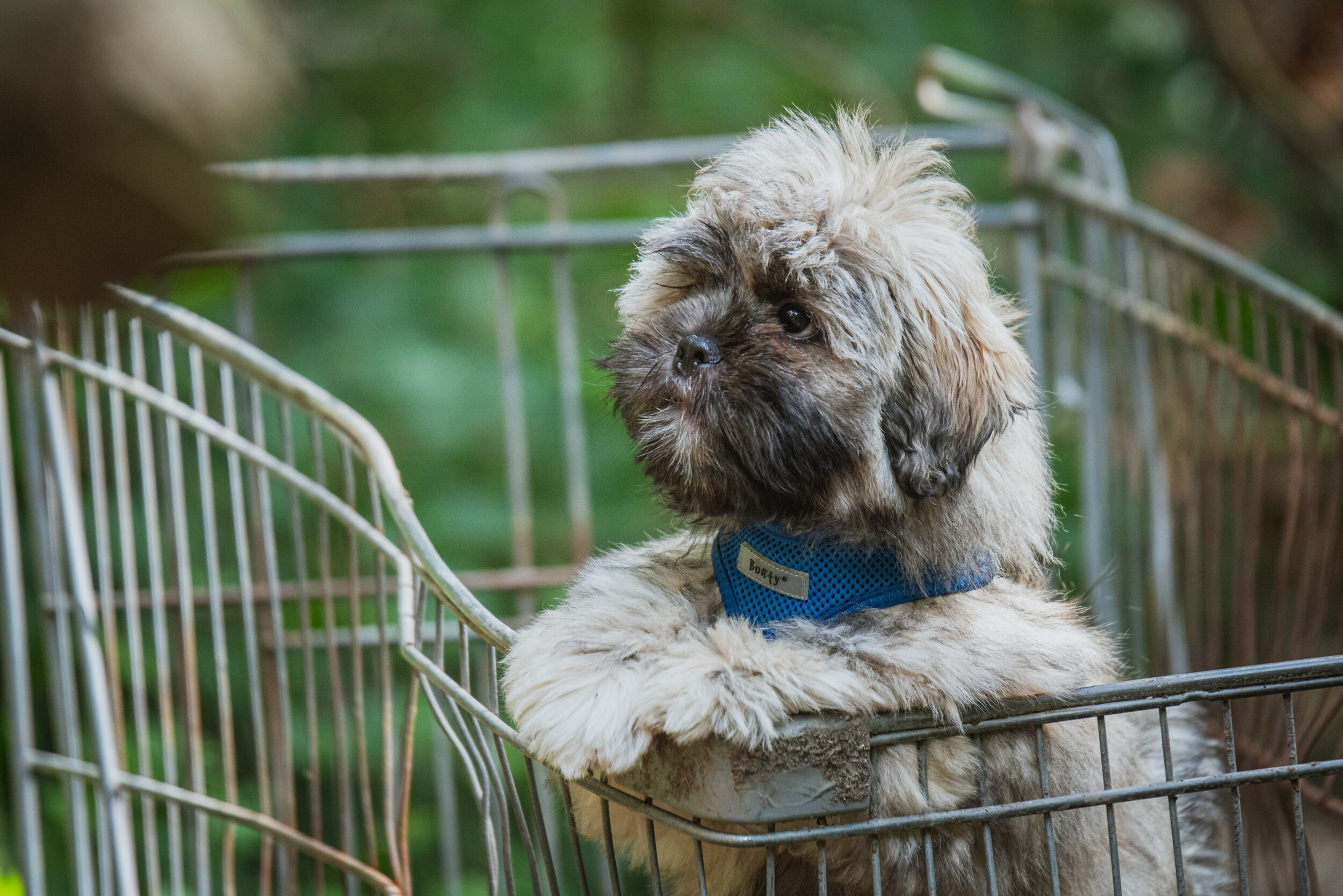 Dog walk-90.jpg