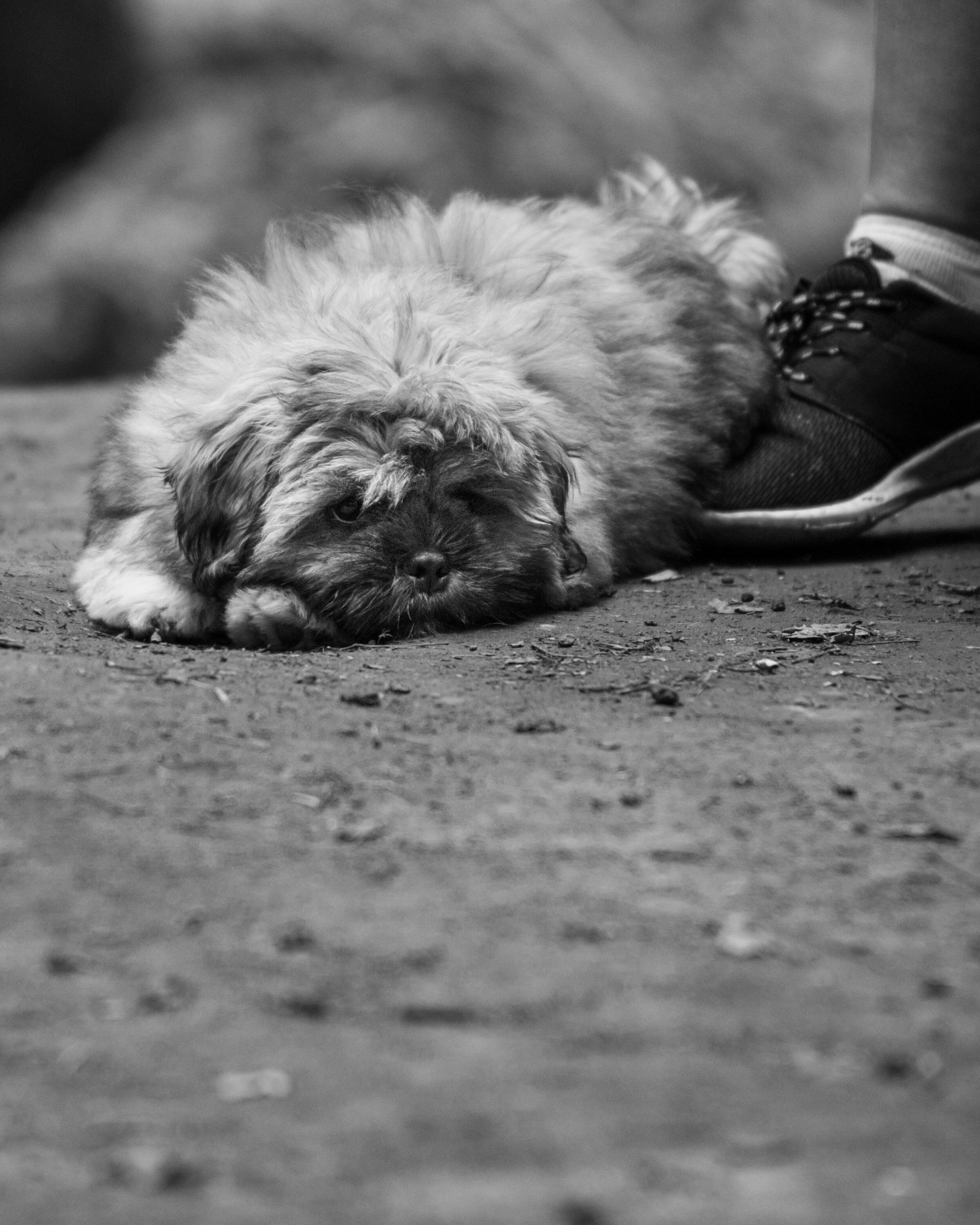 Dog walk-101.jpg