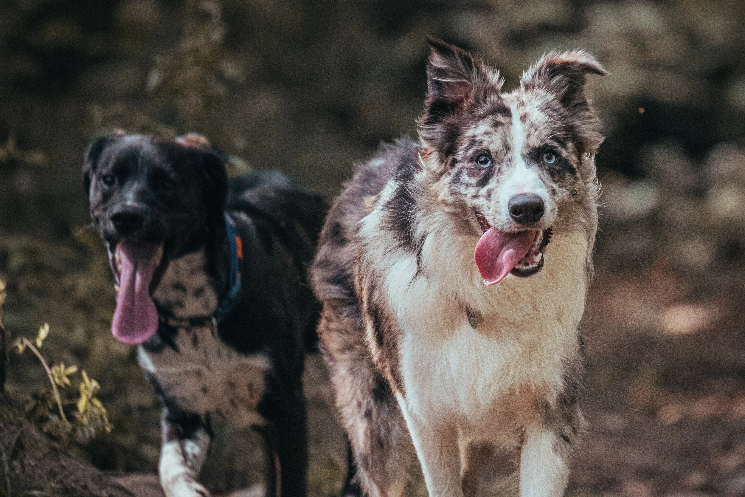 Dog walk-100.jpg
