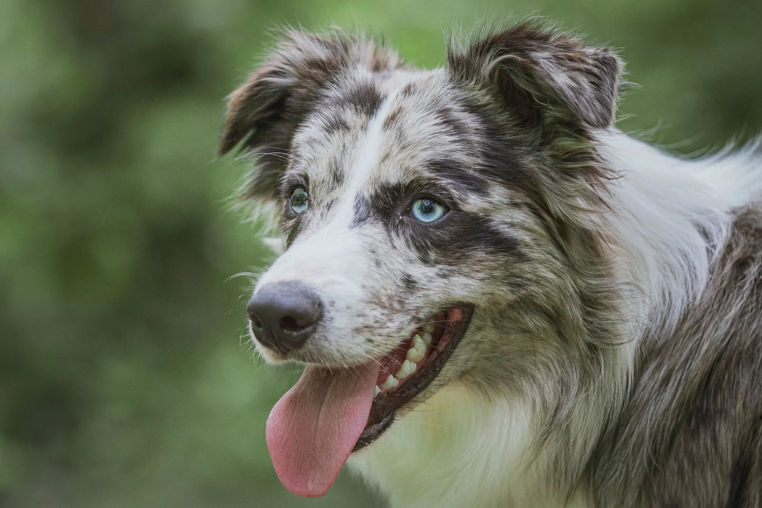 Dog walk-109.jpg