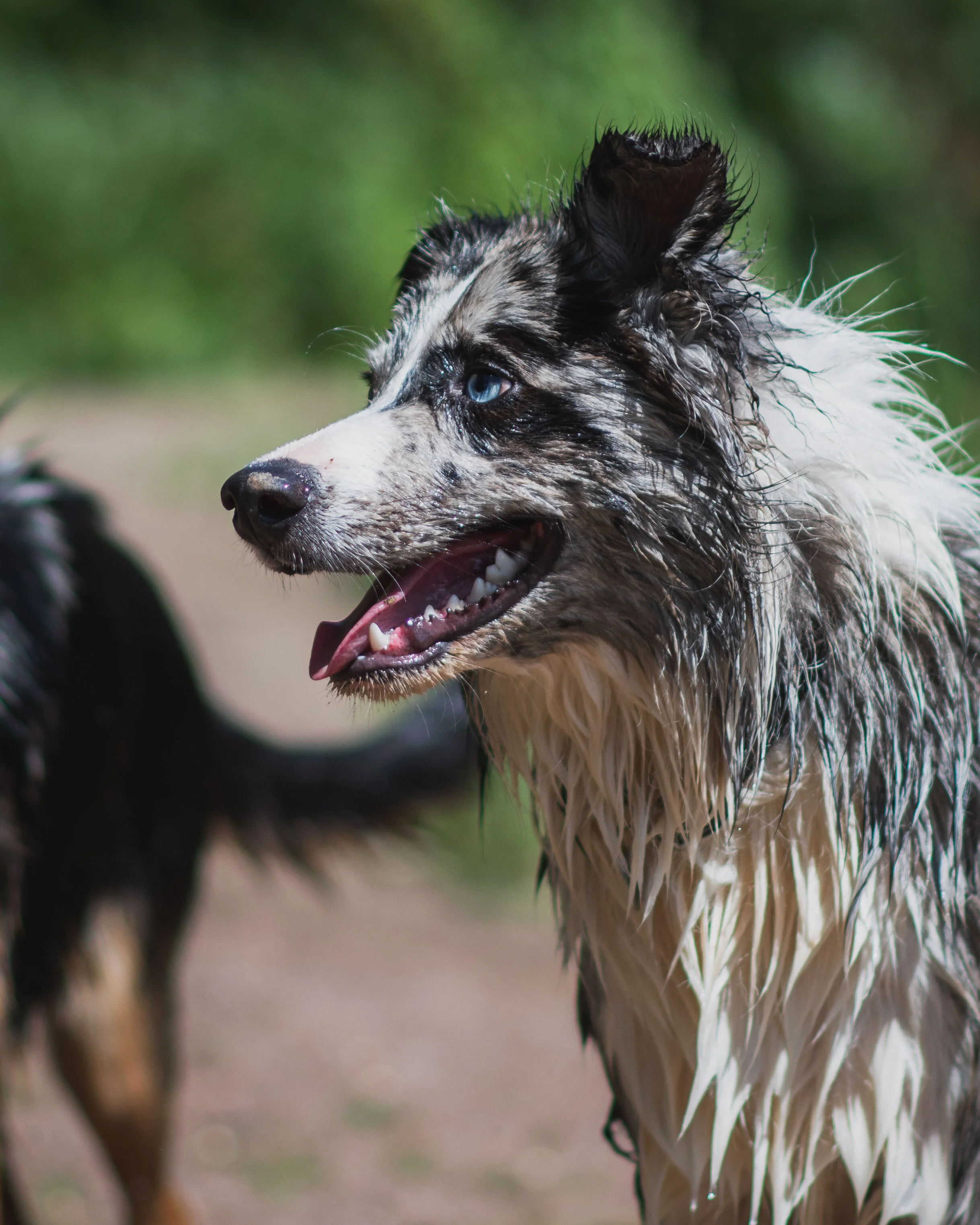 Dog walk willingham-6.jpg