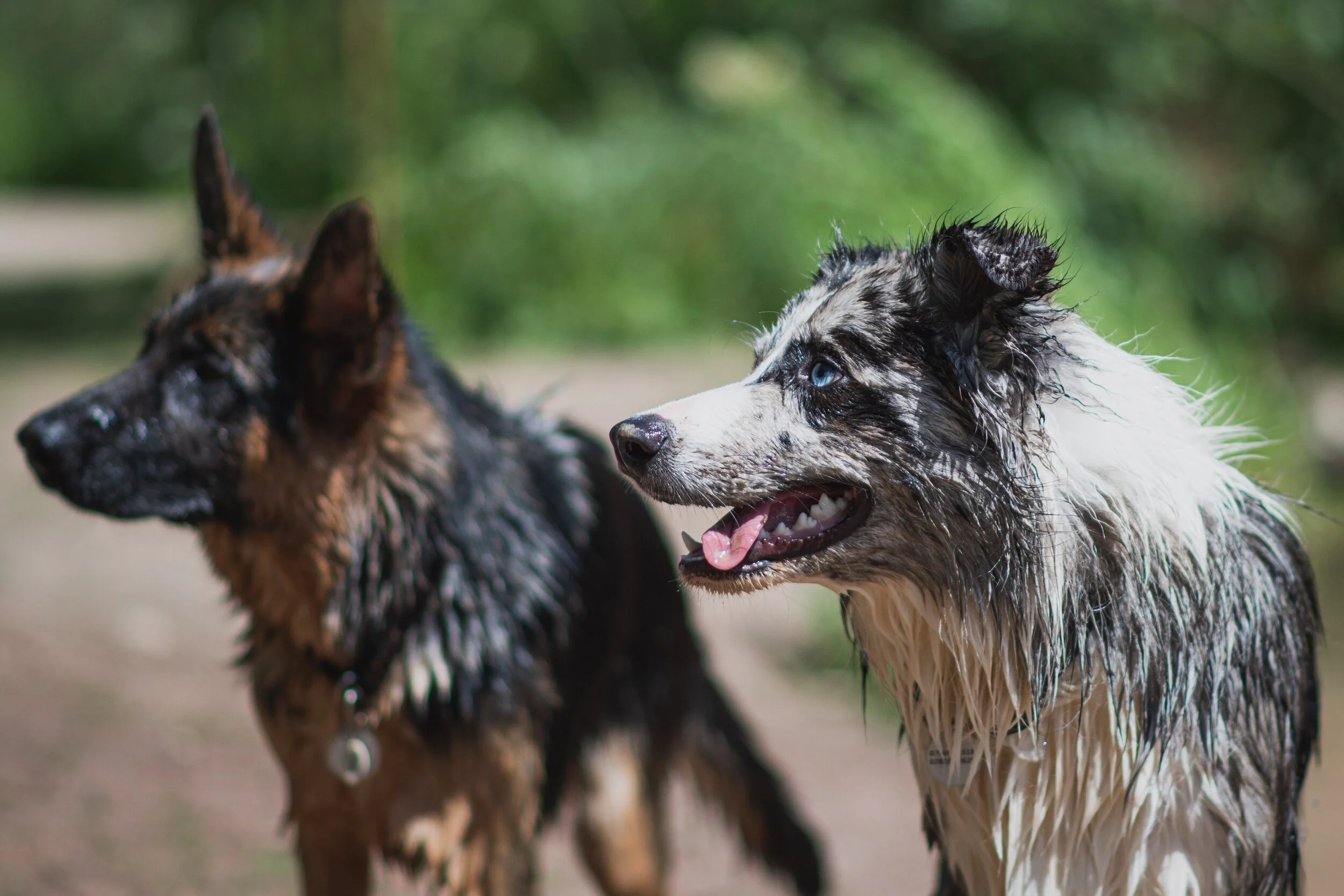 Dog walk willingham-8.jpg