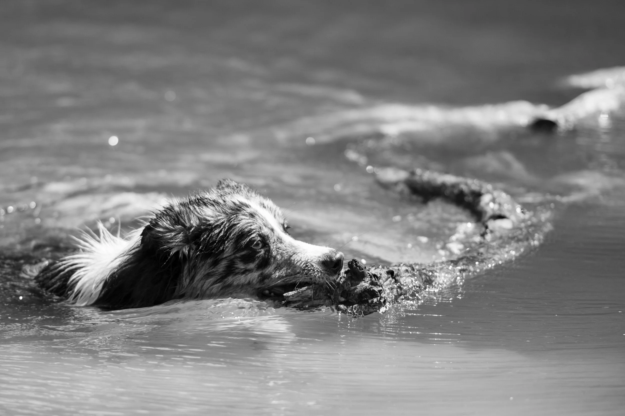 Dog walk willingham-10.jpg