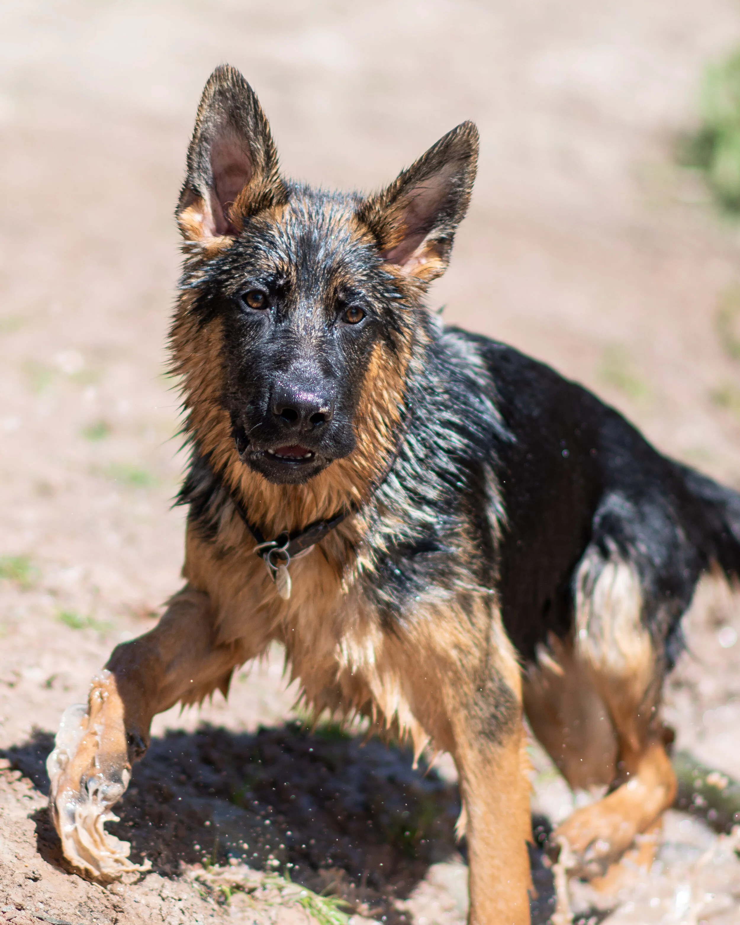 Dog walk willingham-12.jpg
