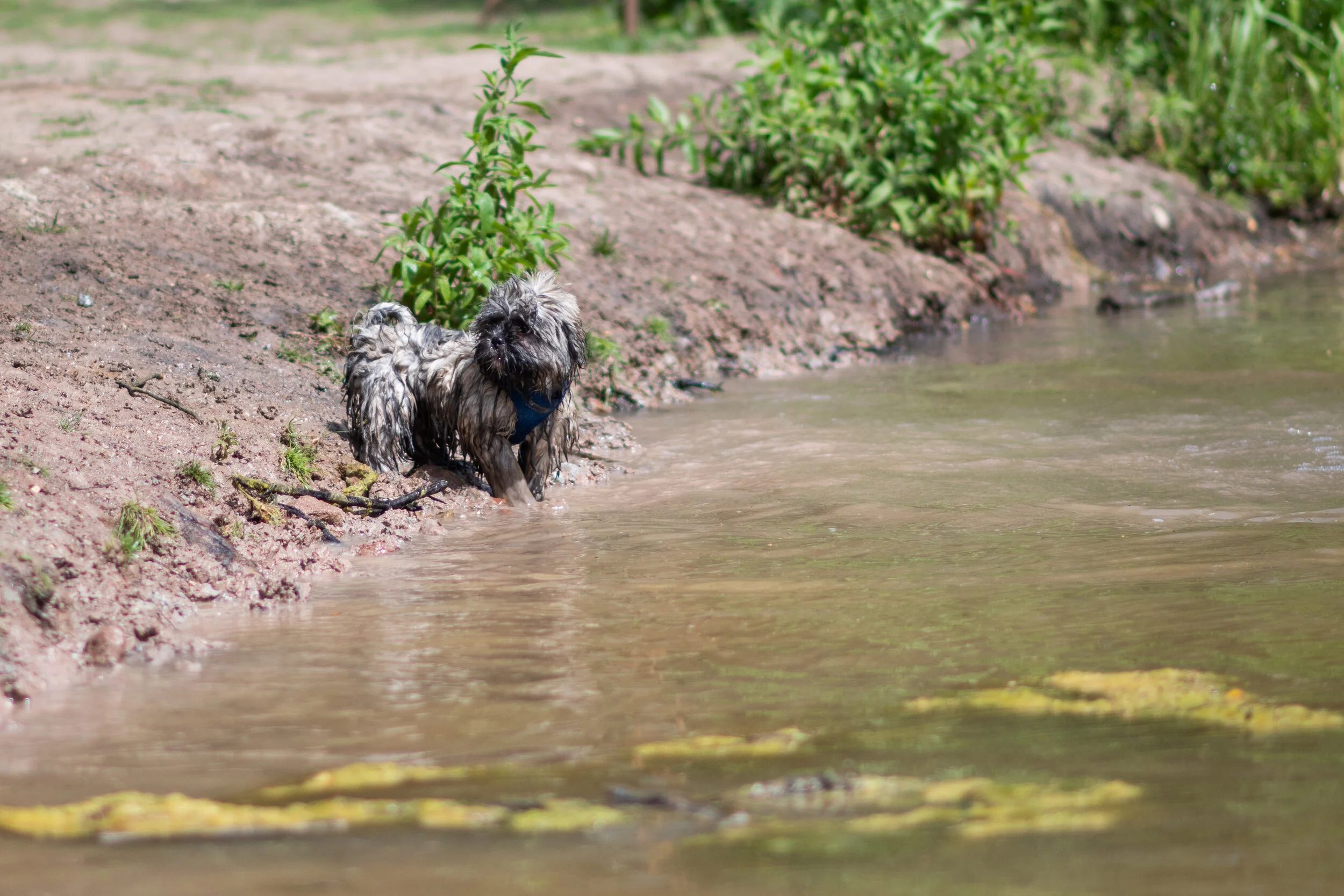 Dog walk willingham-16.jpg