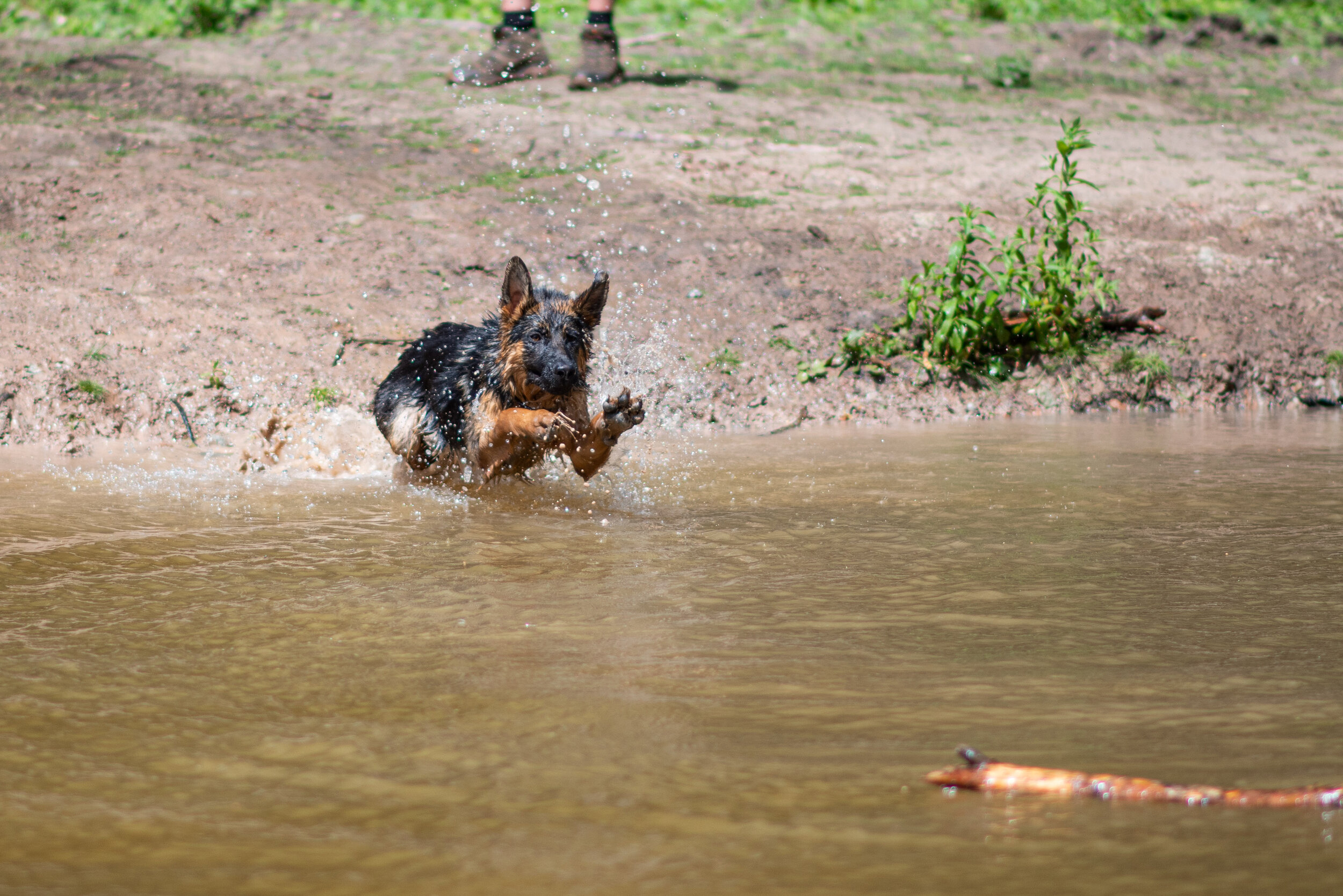 Dog walk willingham-18.jpg