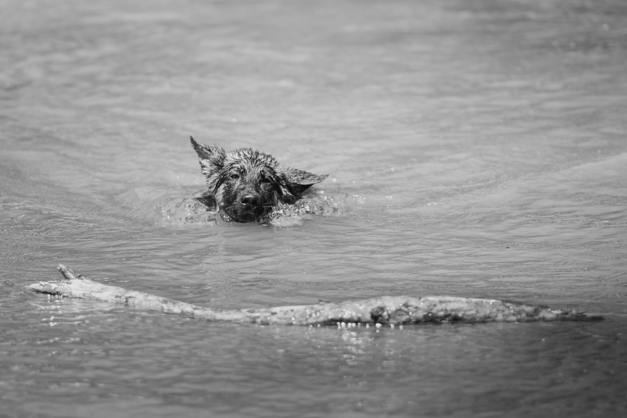 Dog walk willingham-20.jpg