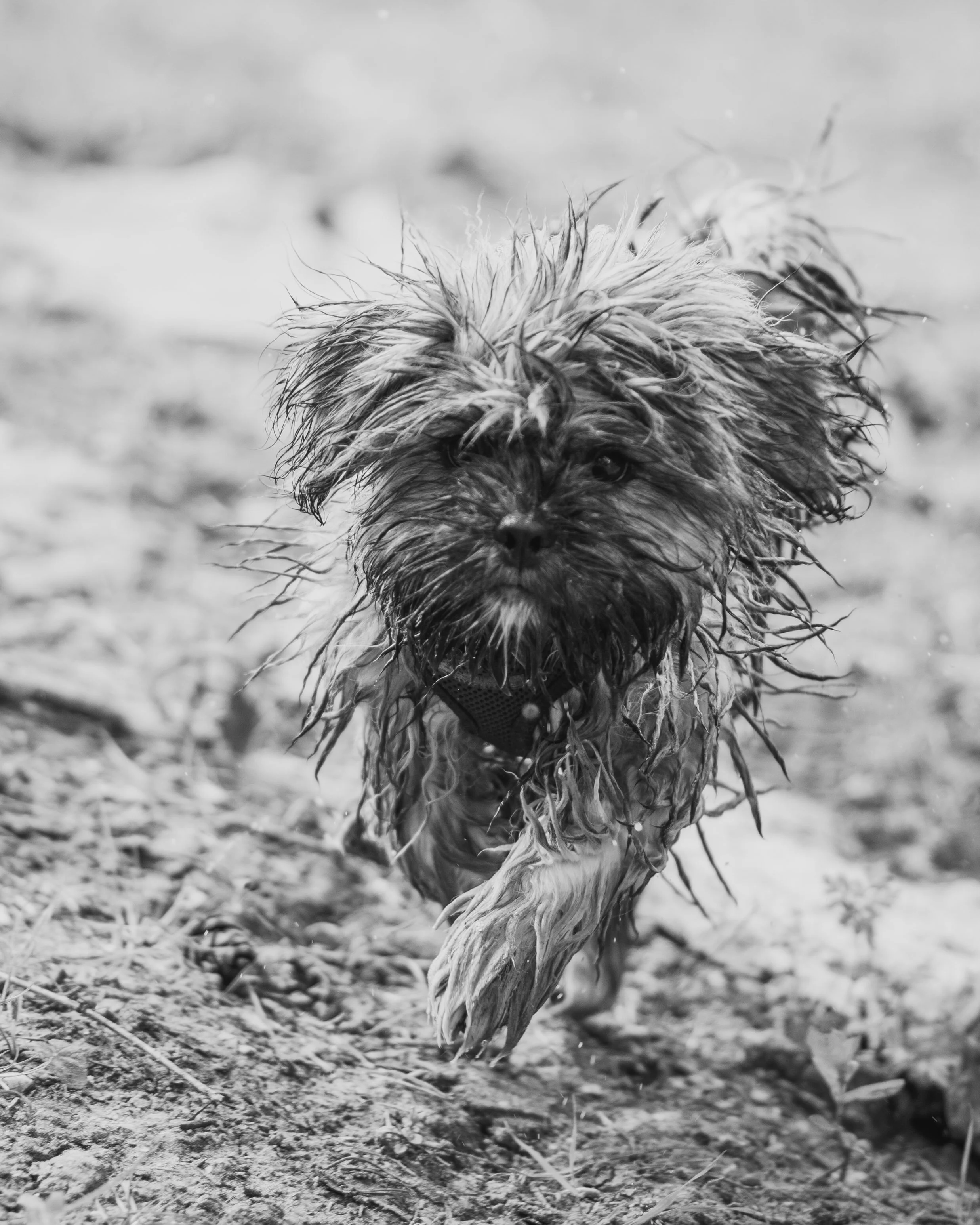 Dog walk willingham-22.jpg