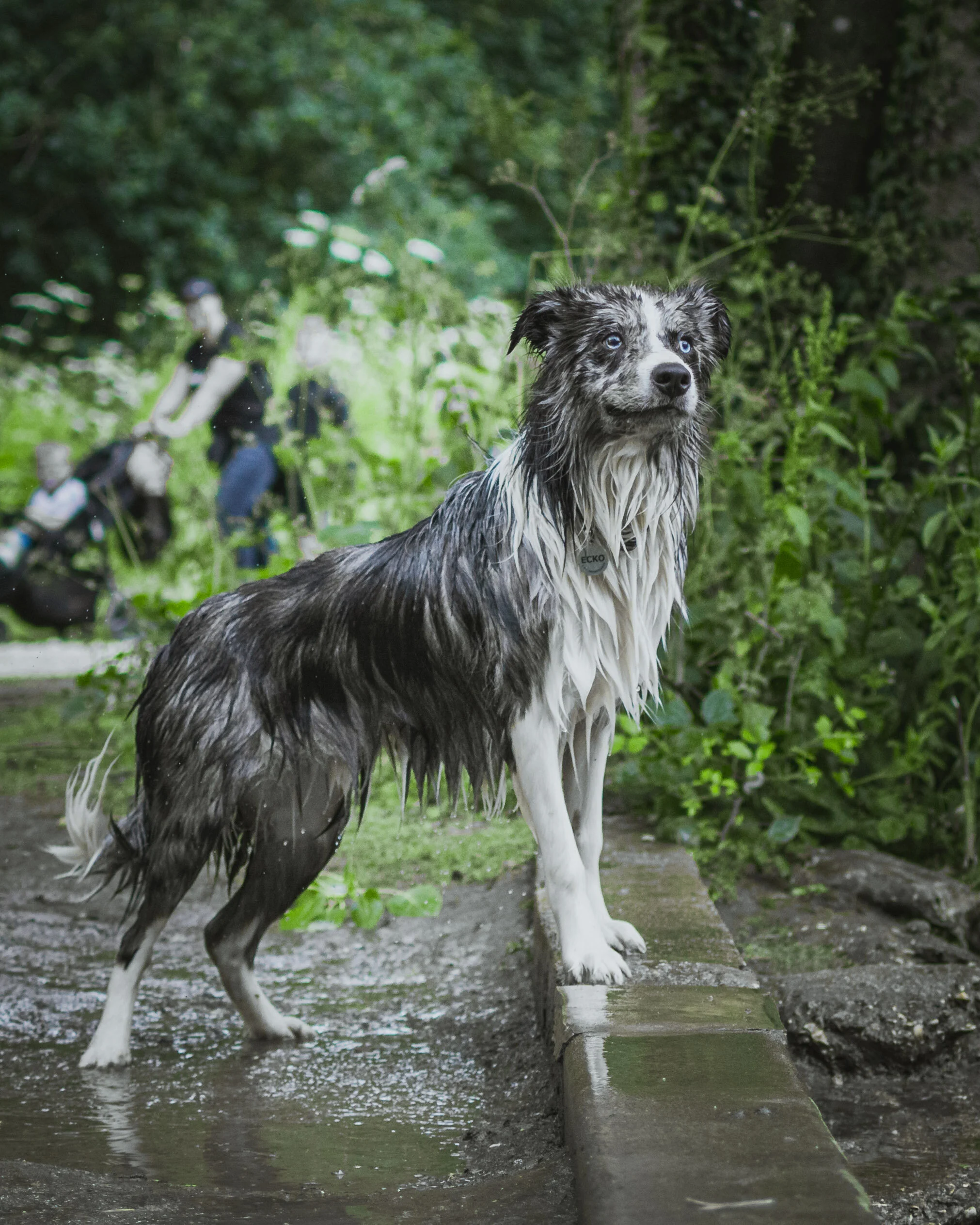 Dog walk willingham-32.jpg