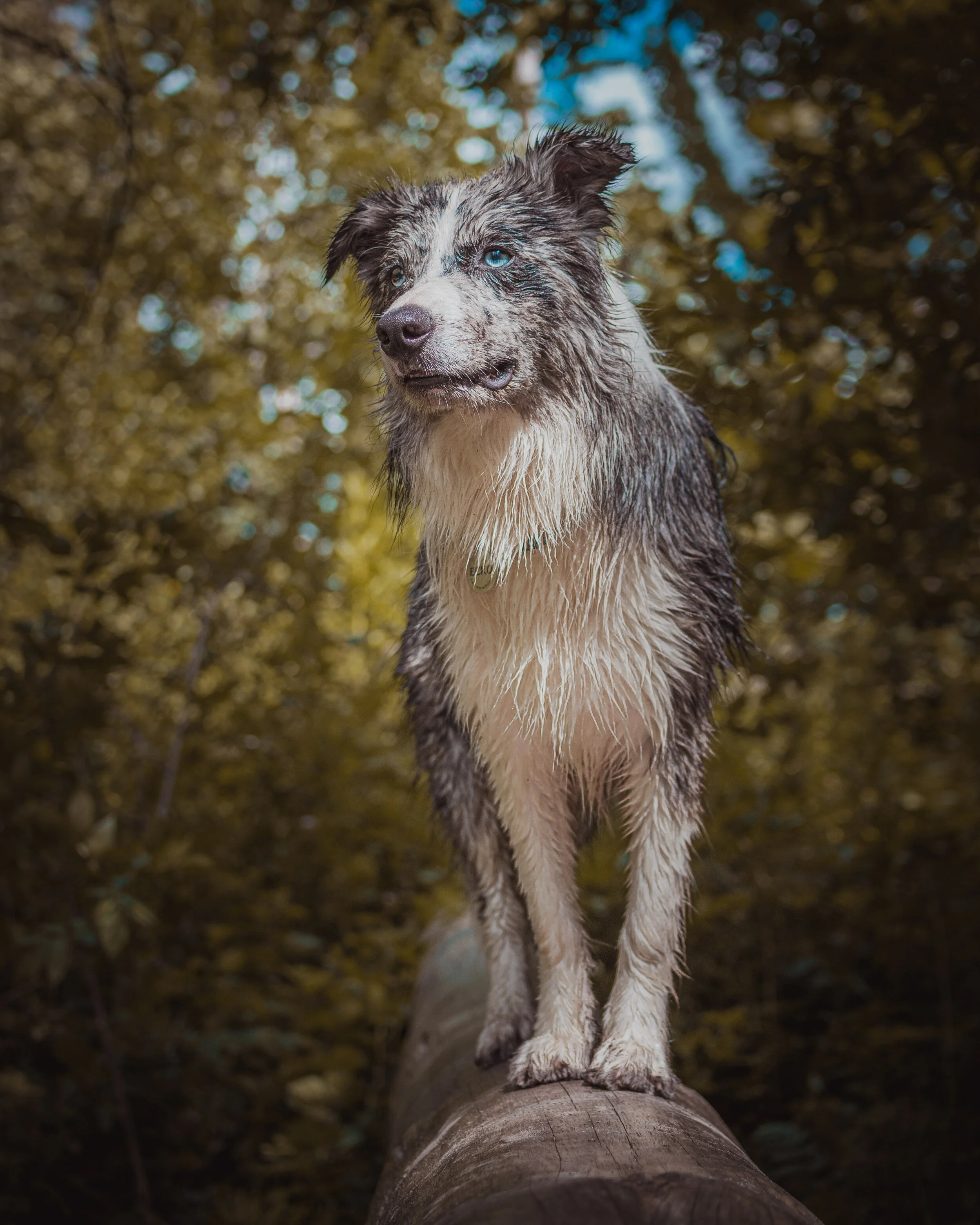 Dog walk willingham-52.jpg