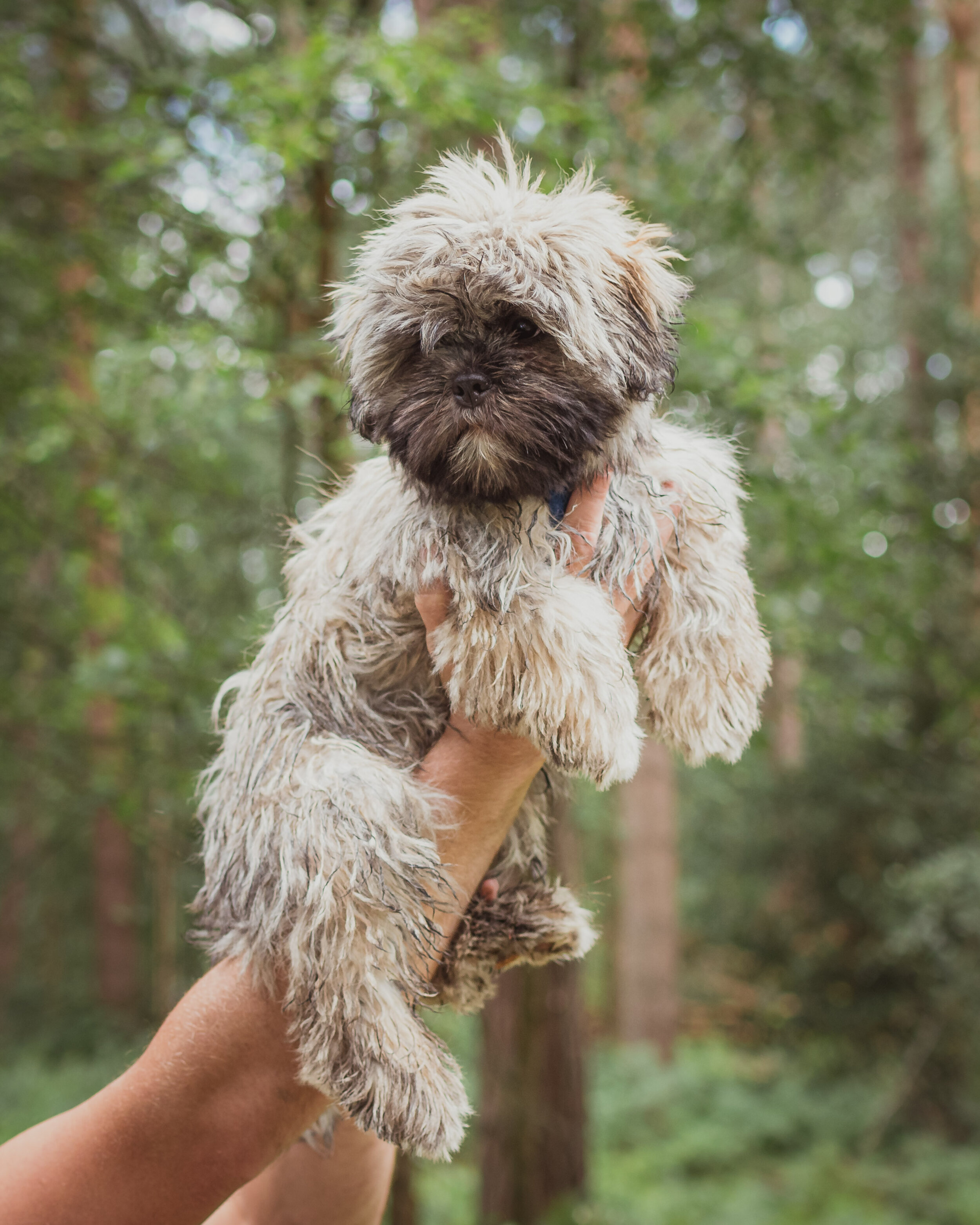 Dog walk willingham-60.jpg