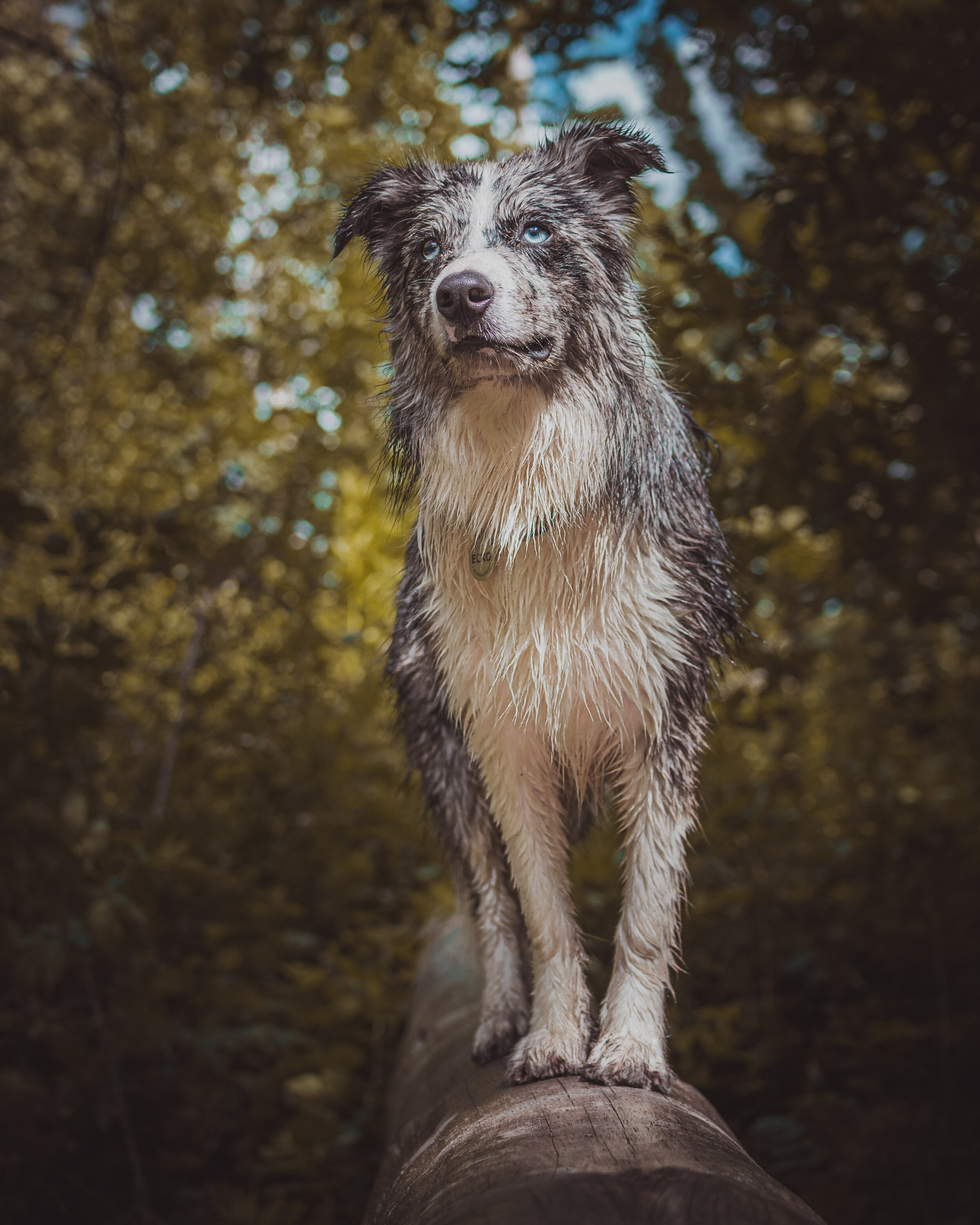 Dog walk willingham-54.jpg