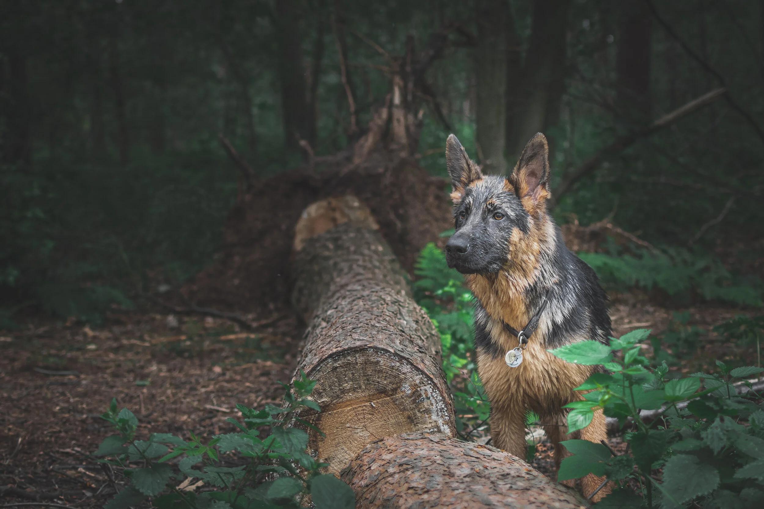 Dog walk willingham-70.jpg