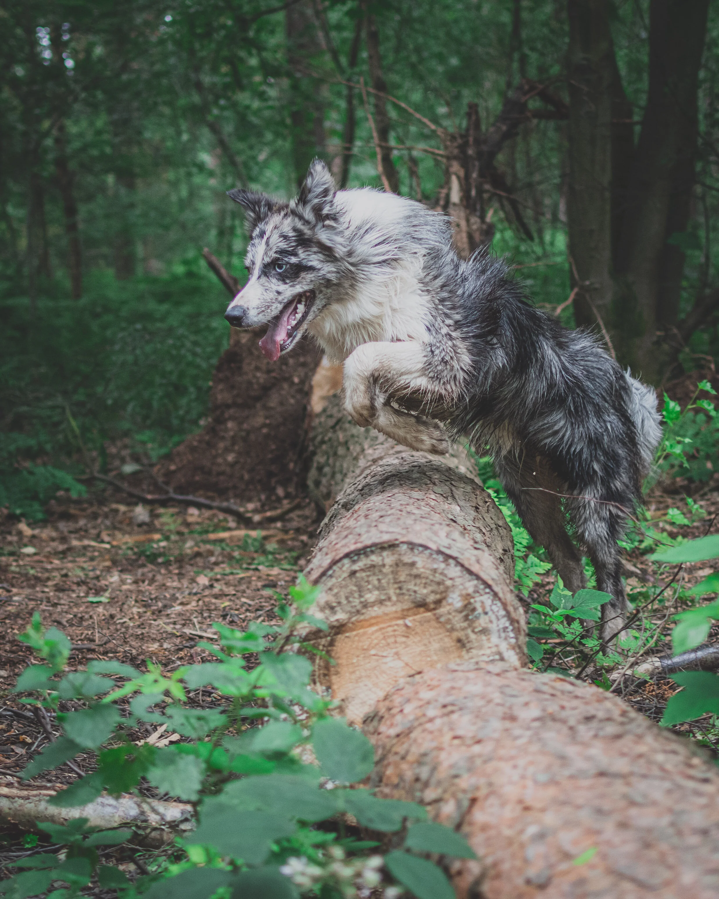 Dog walk willingham-72.jpg