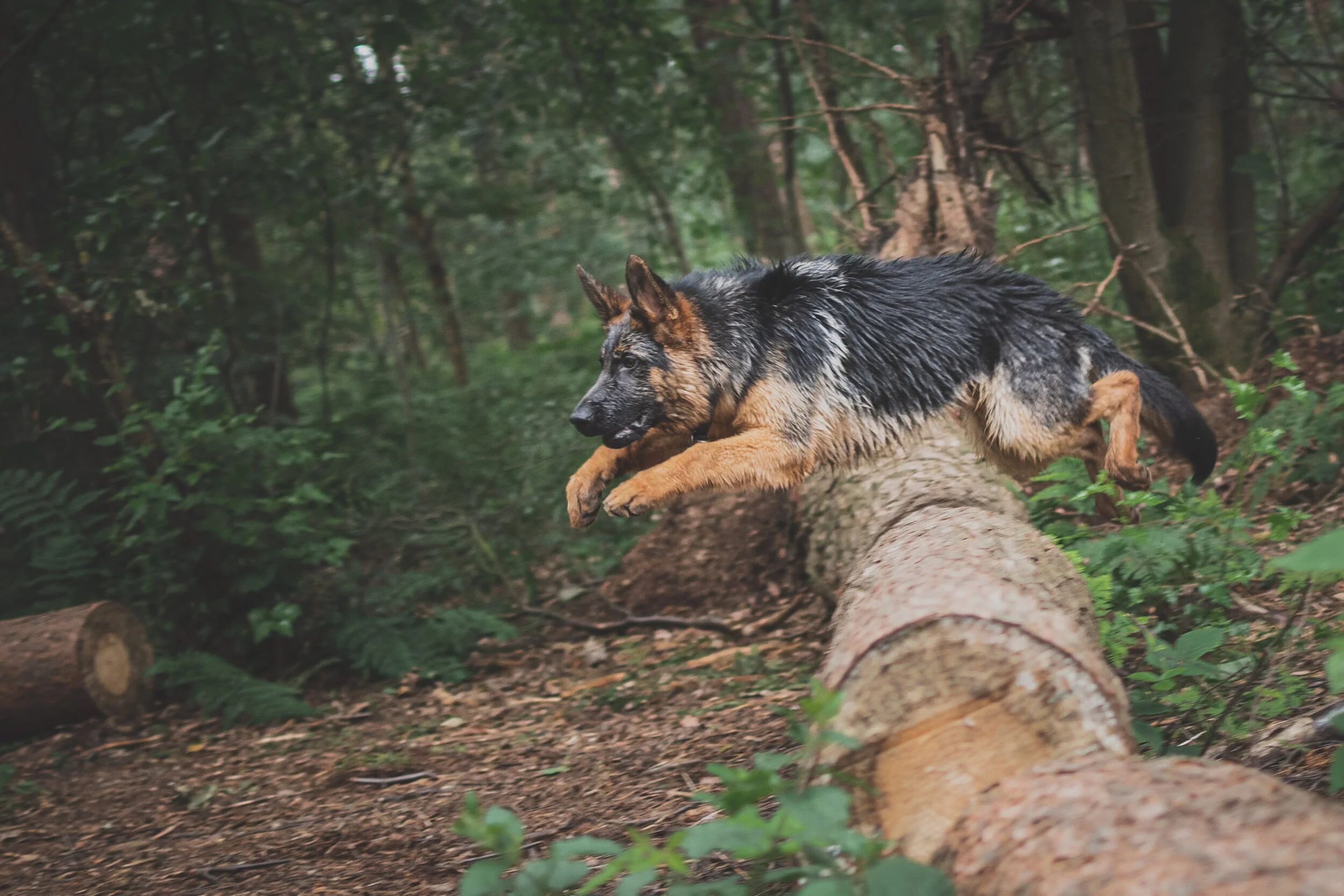 Dog walk willingham-77.jpg