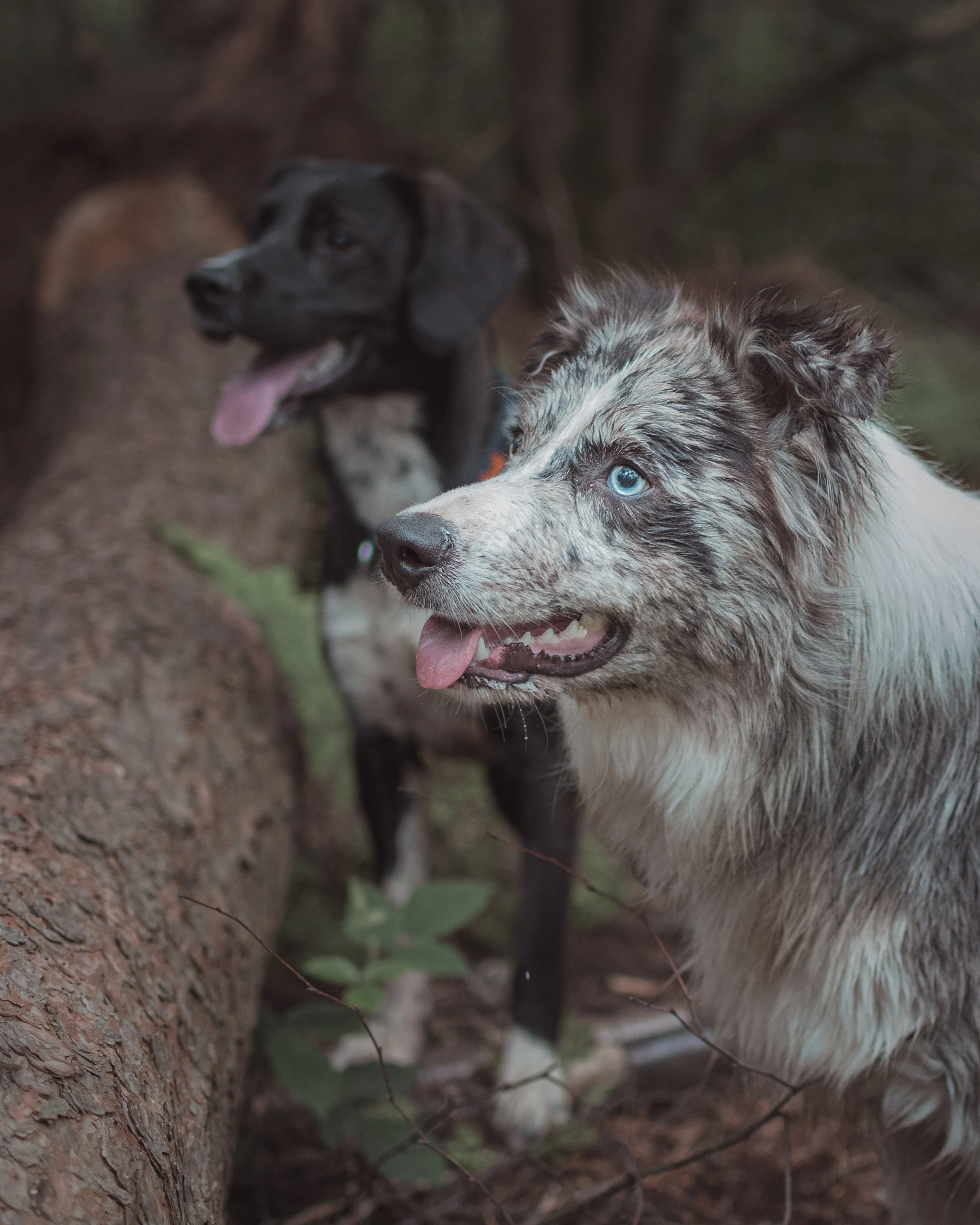Dog walk willingham-84.jpg