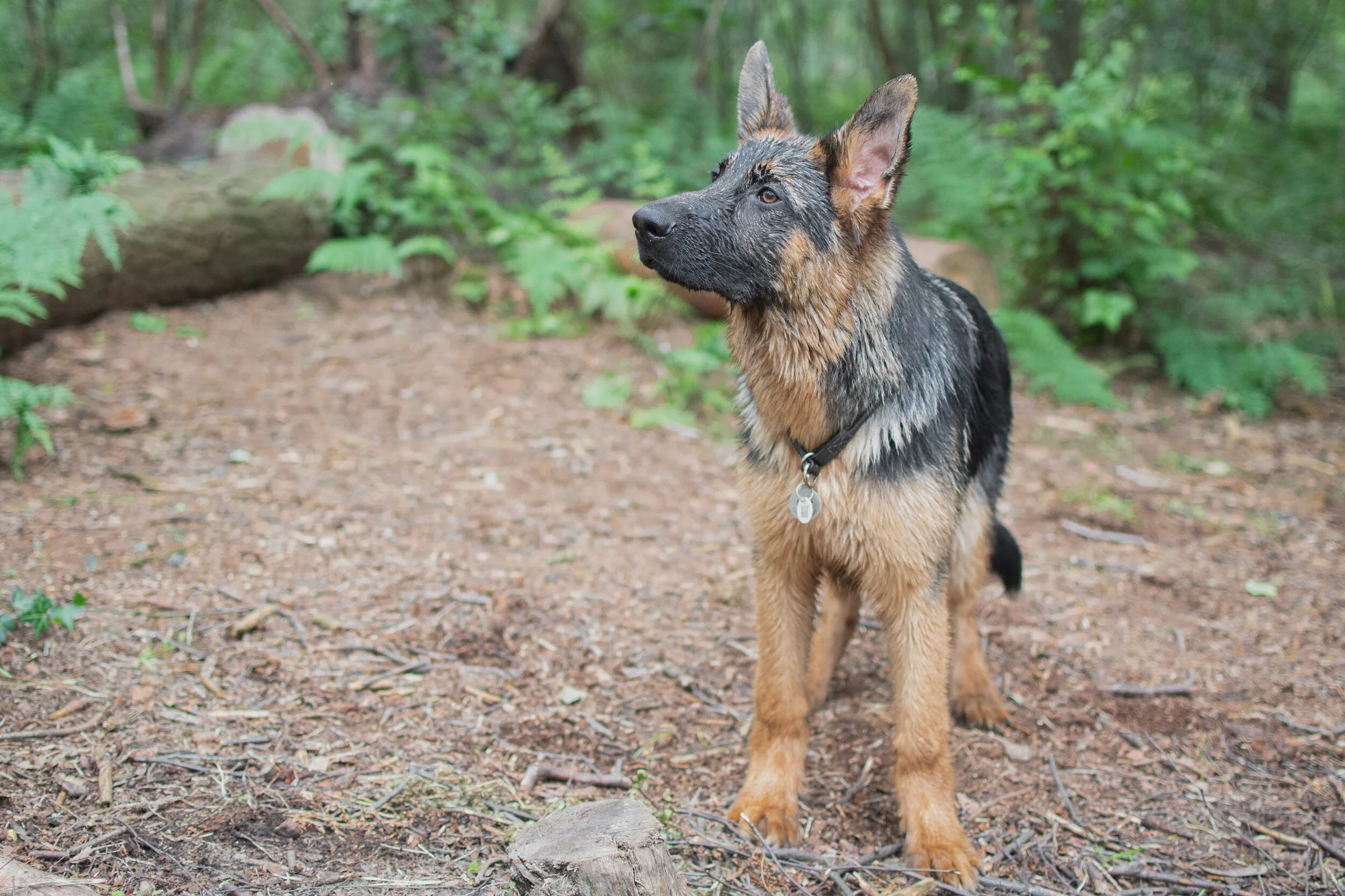 Dog walk willingham-80.jpg