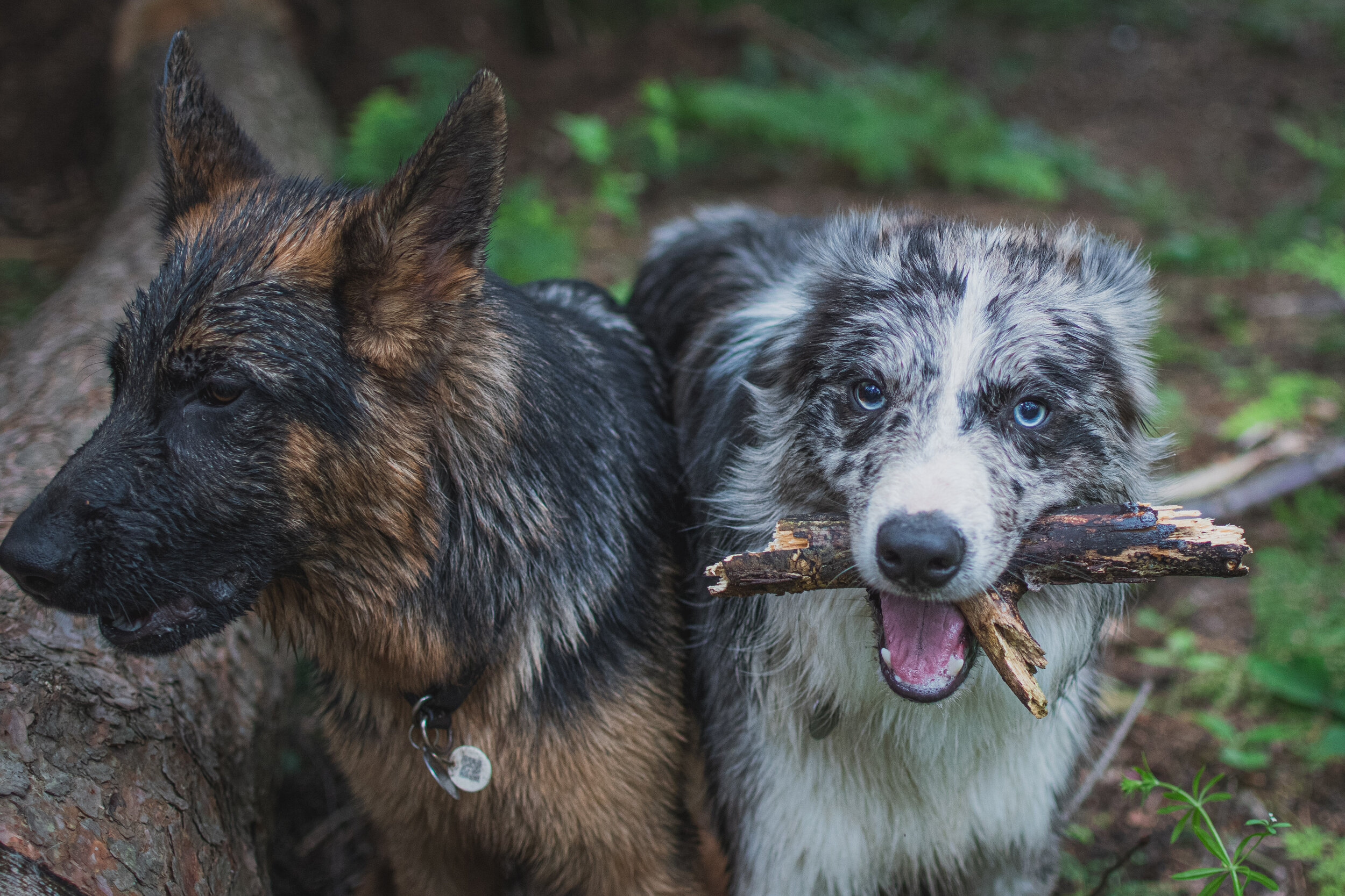 Dog walk willingham-89.jpg