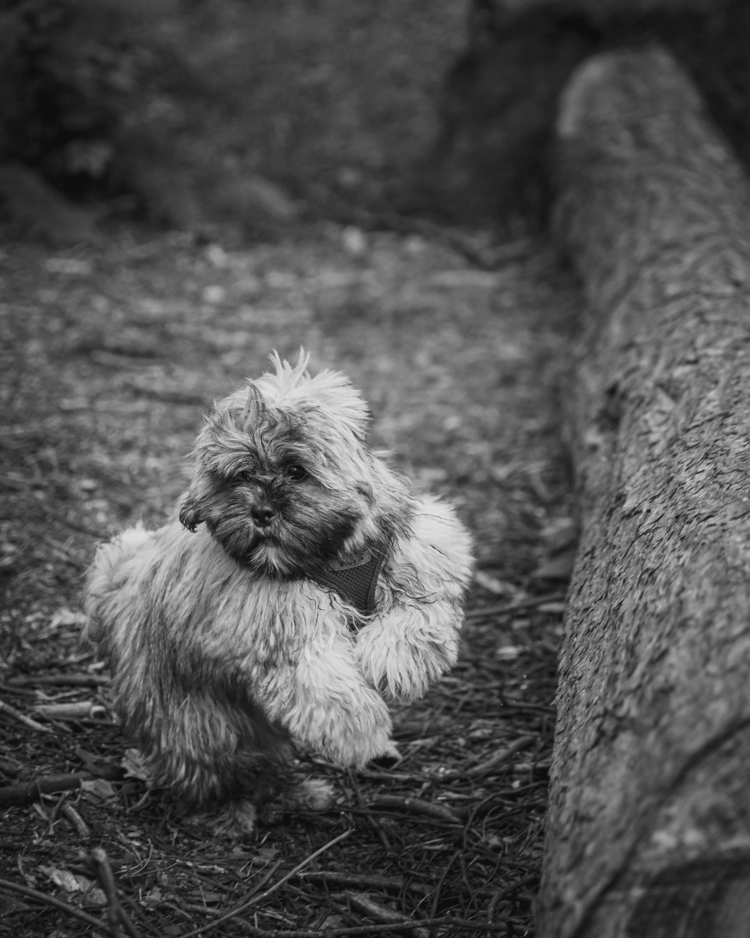 Dog walk willingham-92.jpg