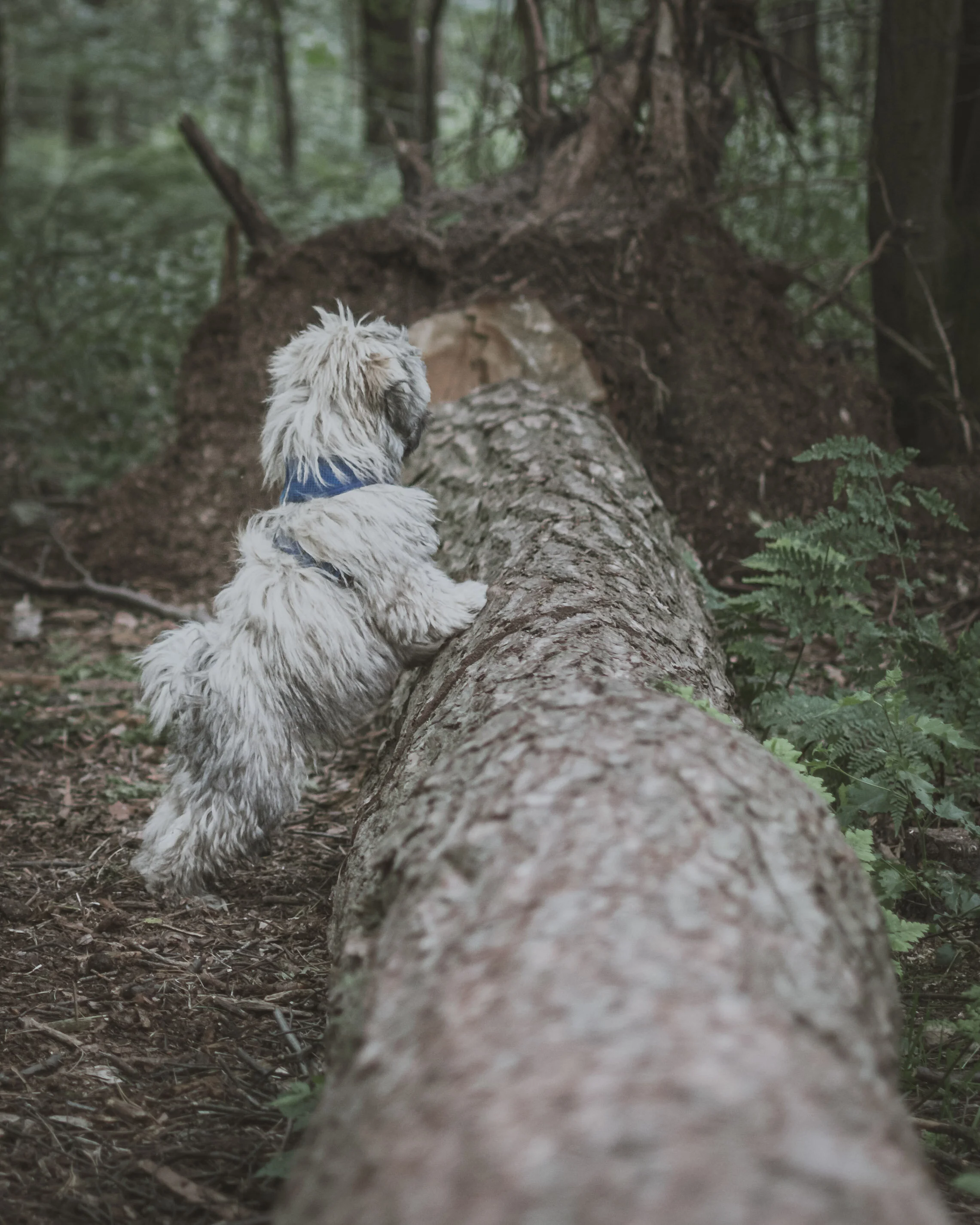 Dog walk willingham-97.jpg