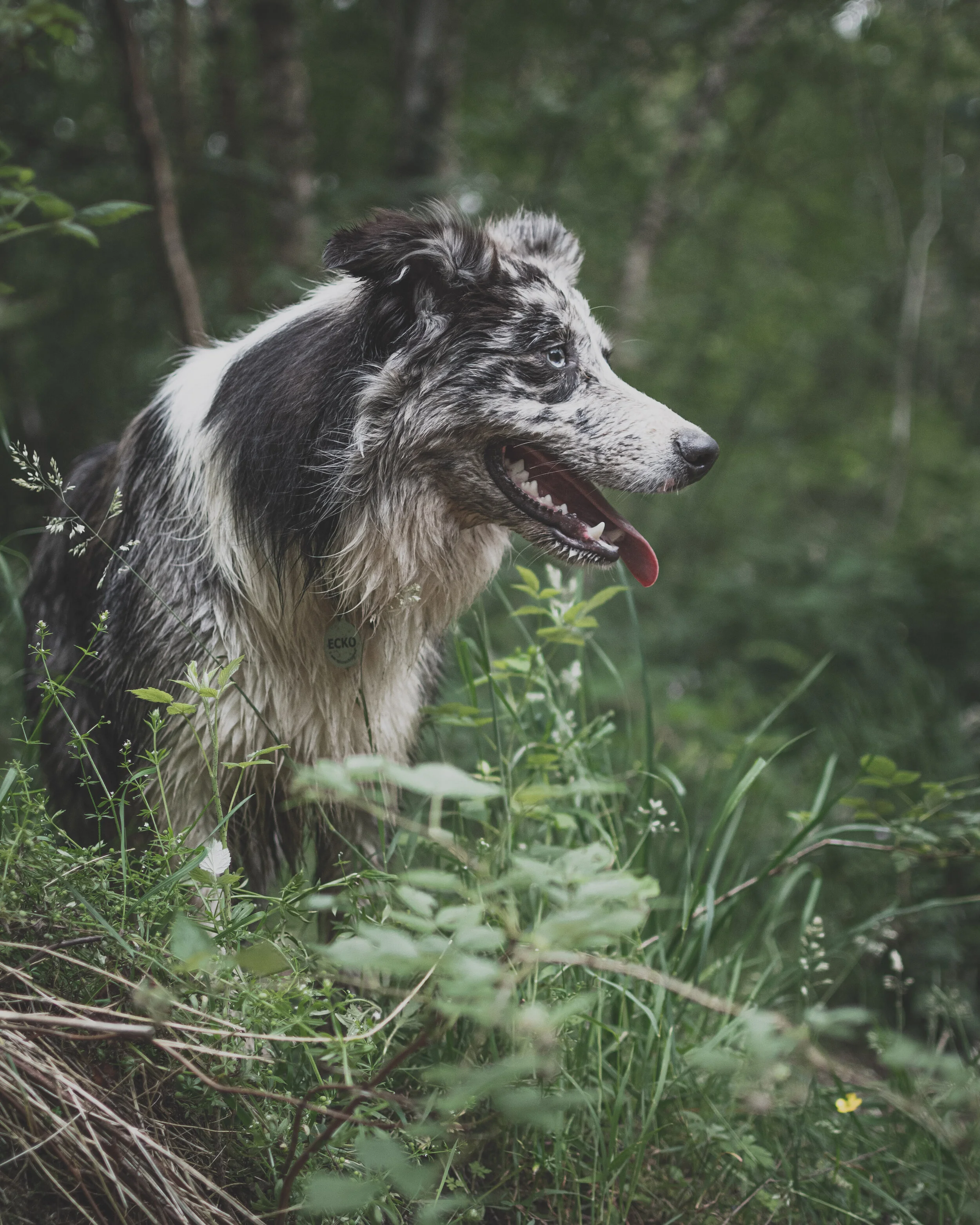 Dog walk willingham-104.jpg