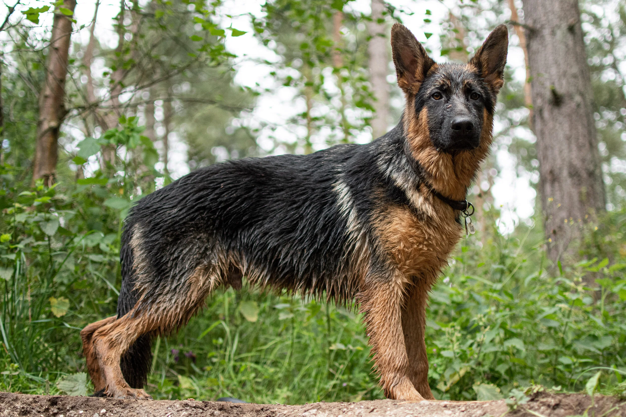 Dog walk willingham-109.jpg
