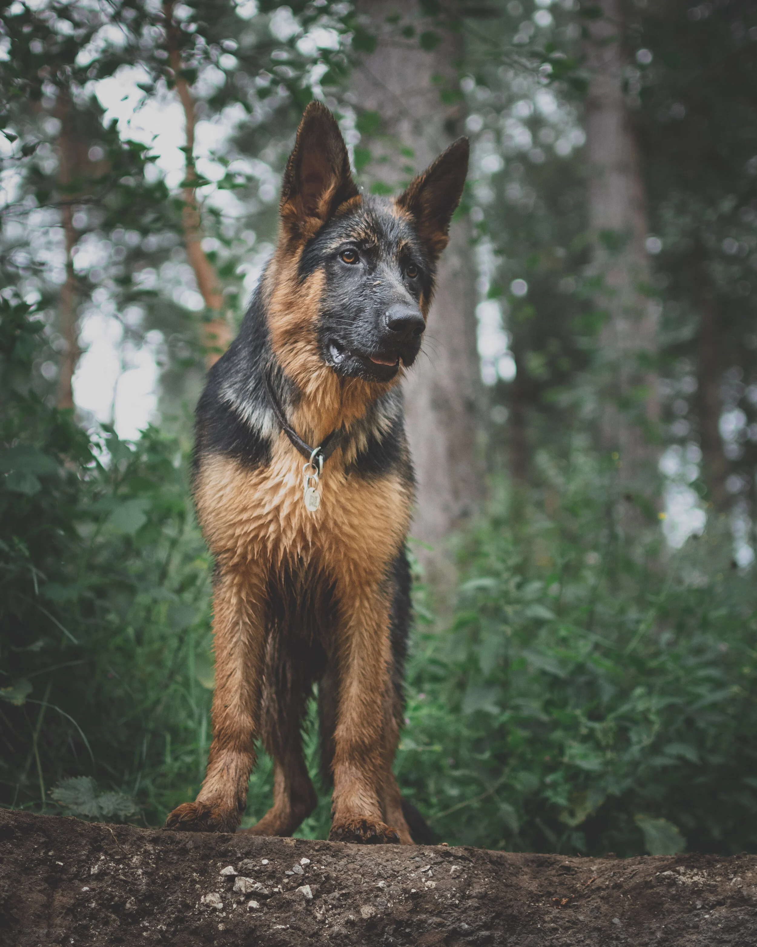 Dog walk willingham-113.jpg
