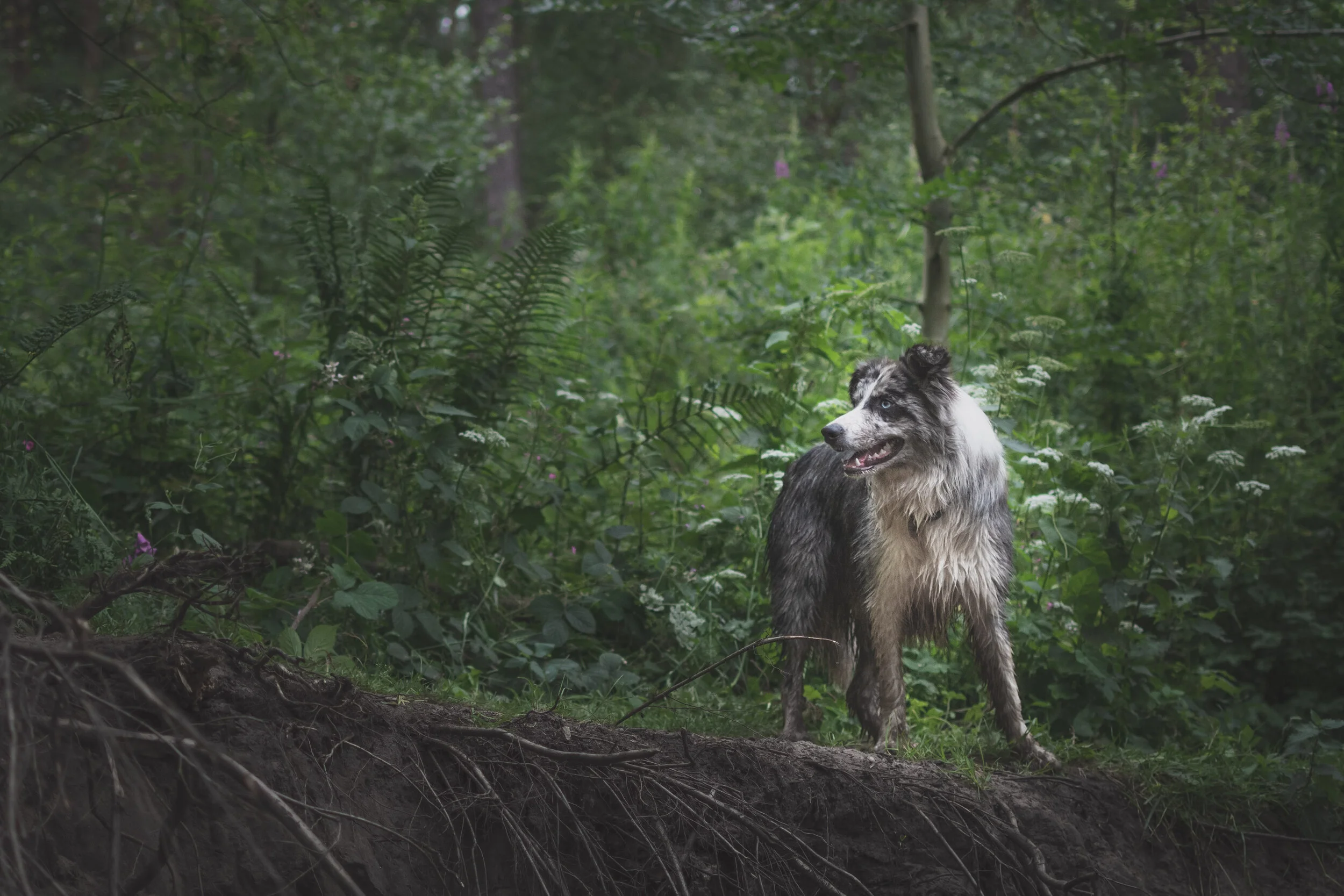 Dog walk willingham-119.jpg