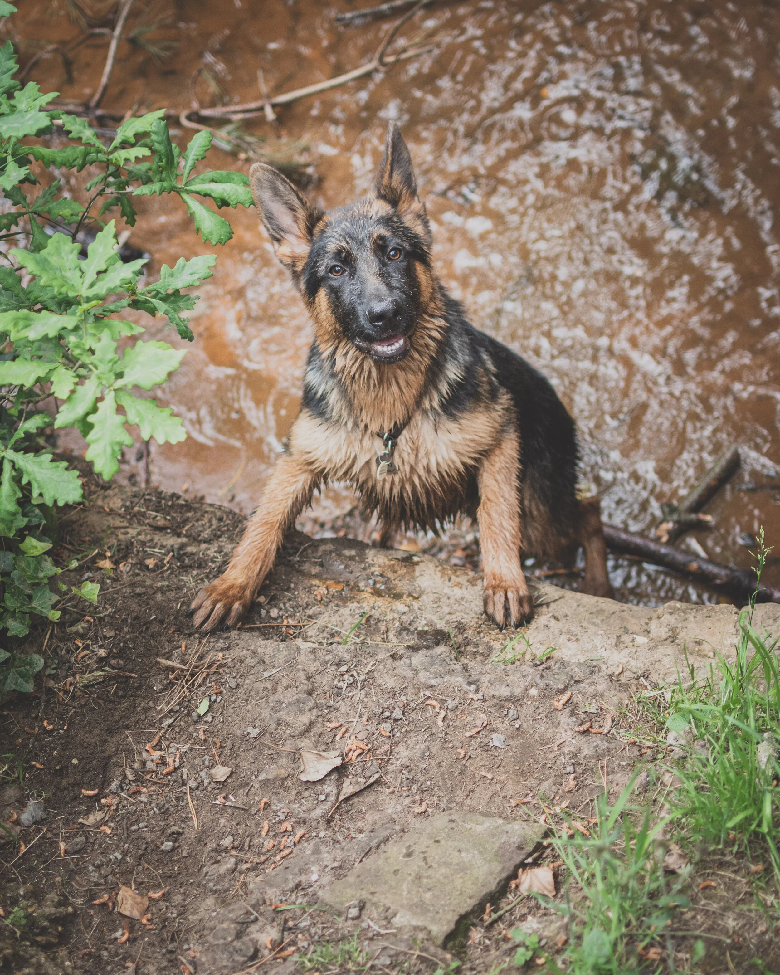 Dog walk willingham-124.jpg