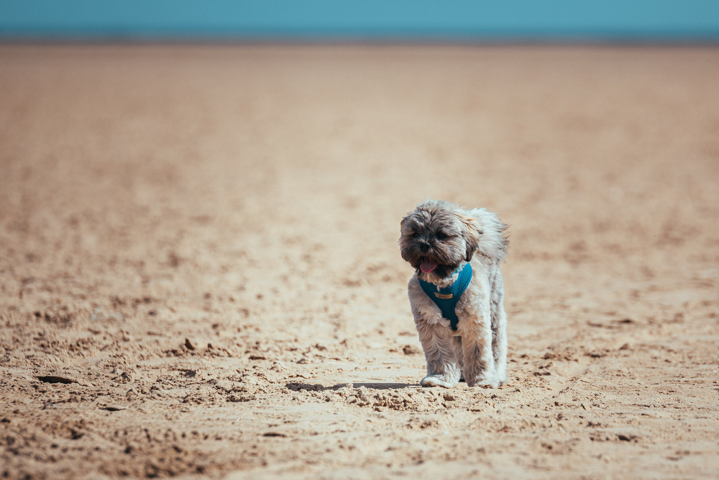 Dog walk beach-5.jpg