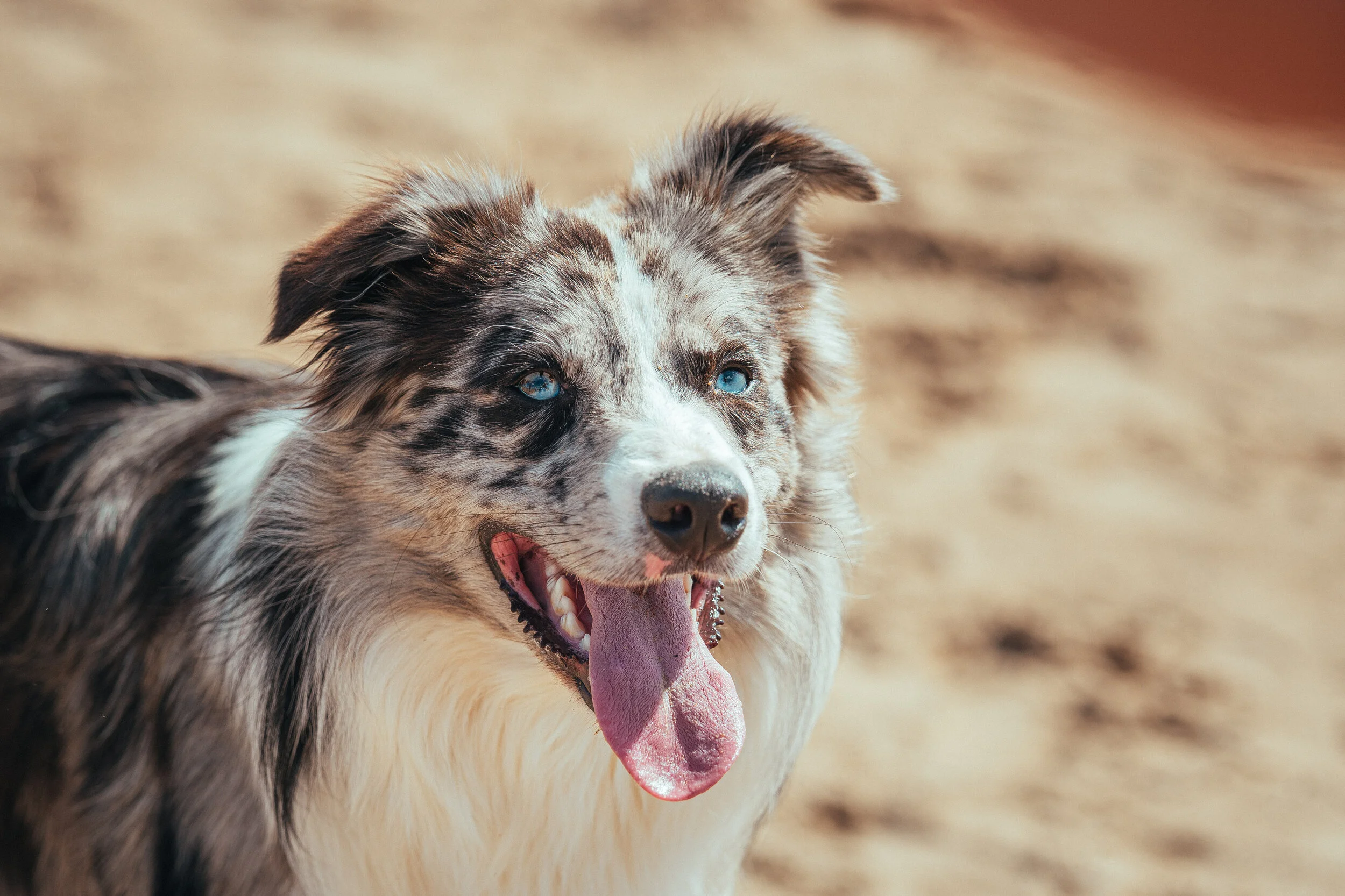 Dog walk beach-10.jpg