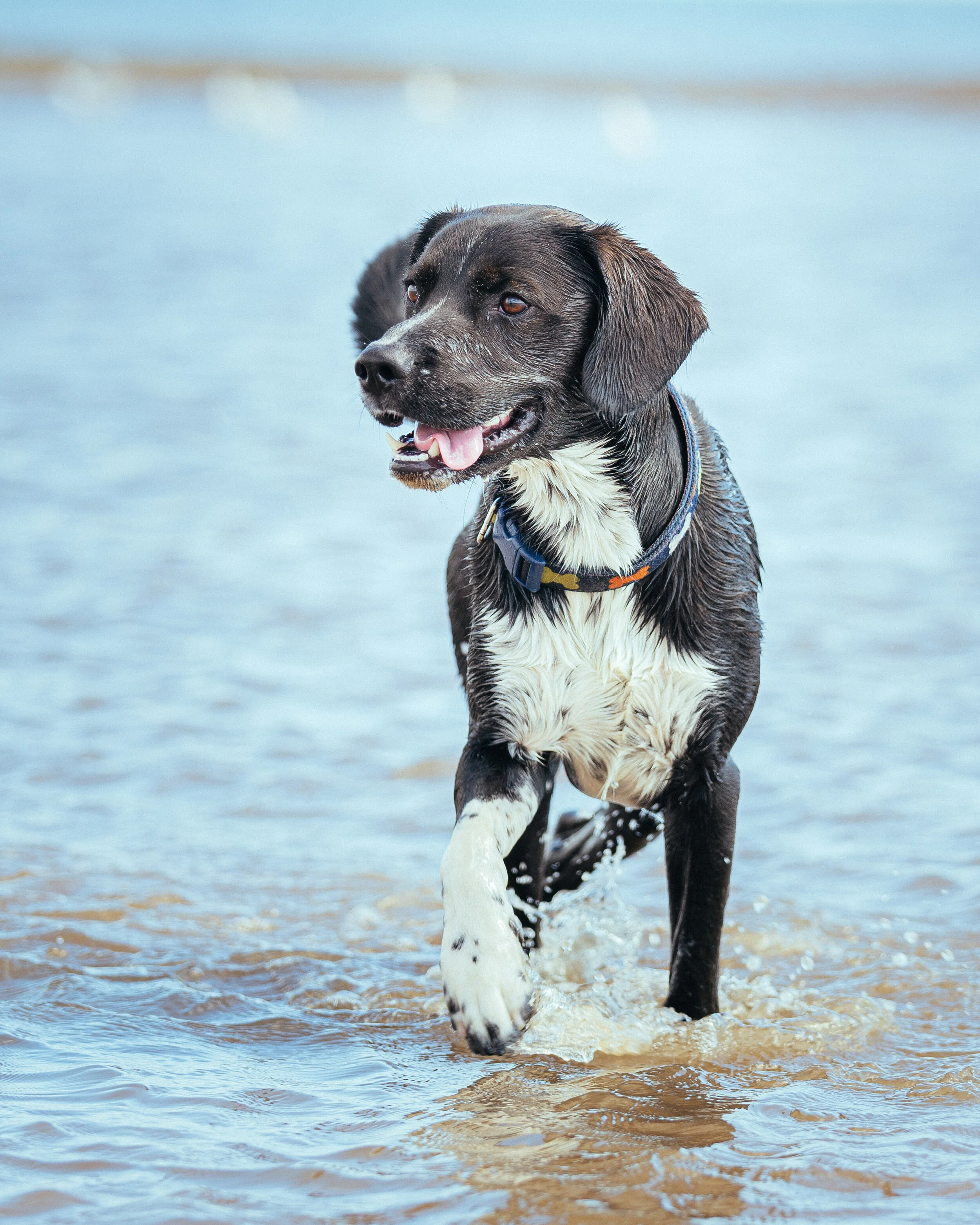 Dog walk beach-21.jpg