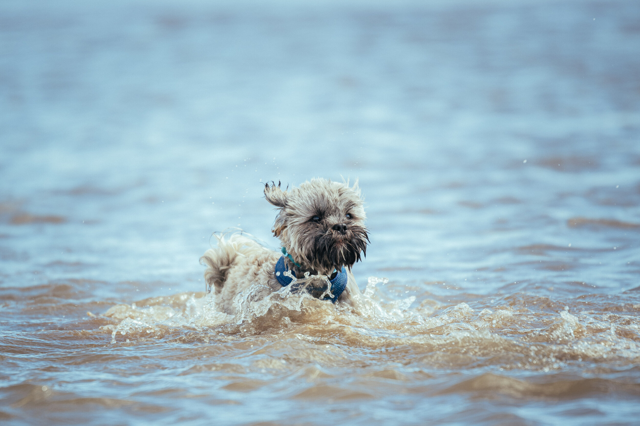 Dog walk beach-23.jpg